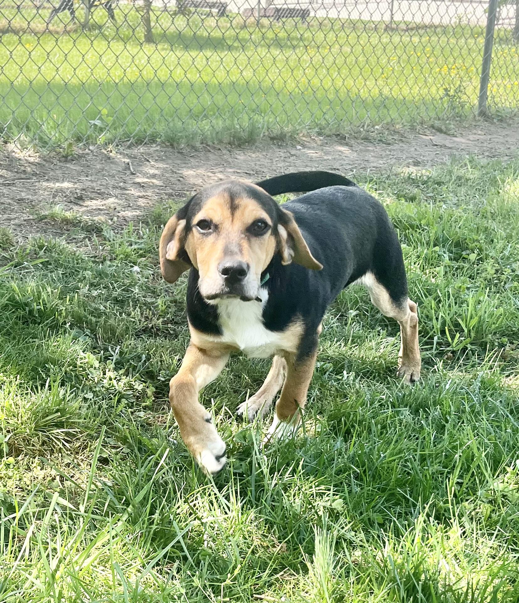 Cheeto , an adopted mixed breed in Fairfax, VA image 3/6