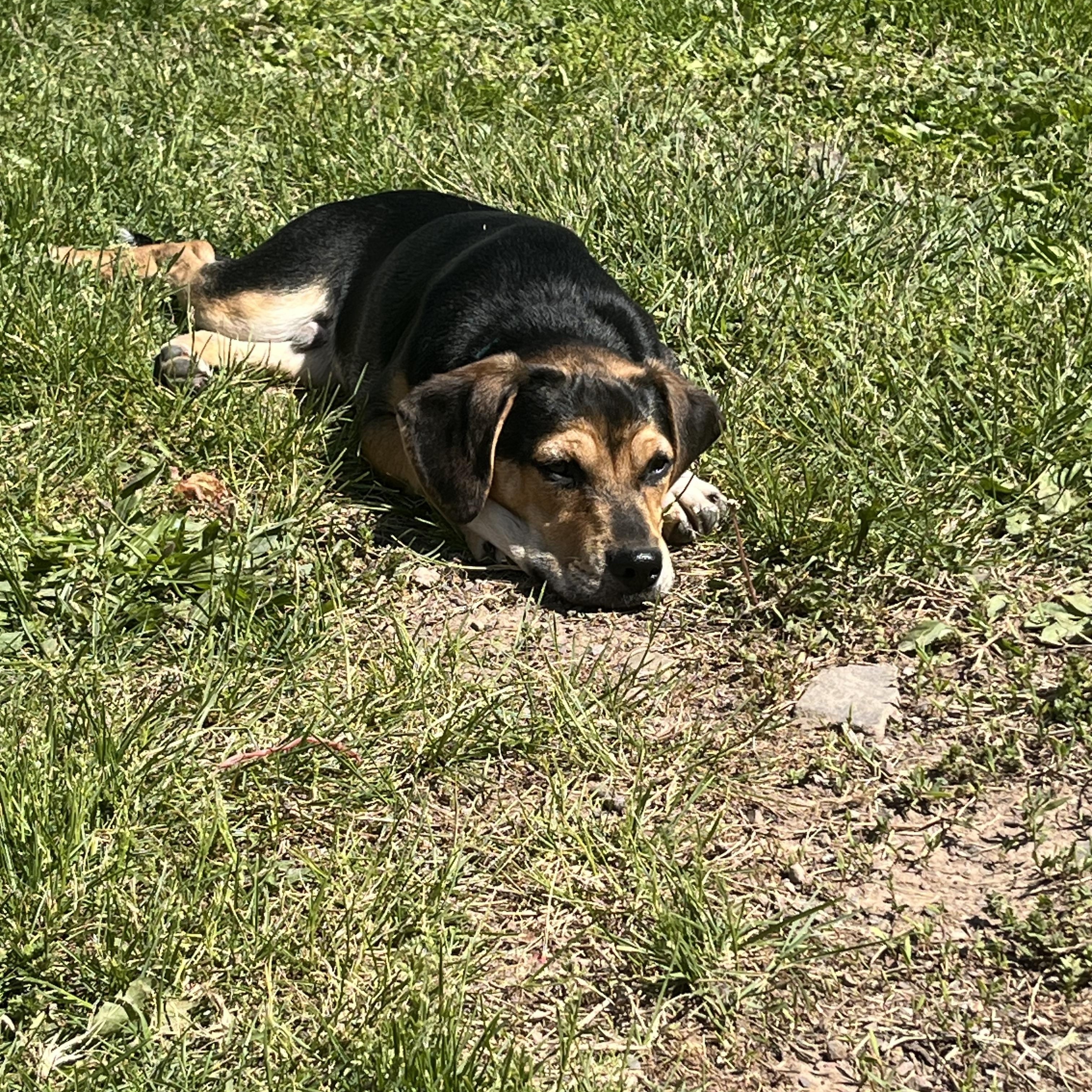 Cheeto , an adopted mixed breed in Fairfax, VA image 4/6