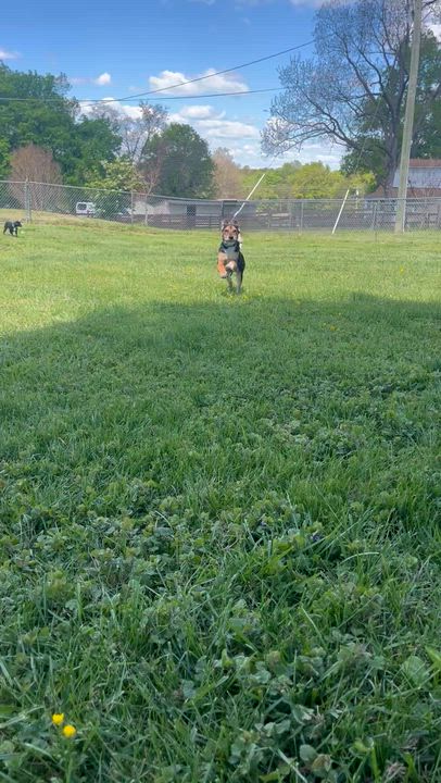 Enlarge Cheeto , an adopted mixed breed in Fairfax, VA video 6/6