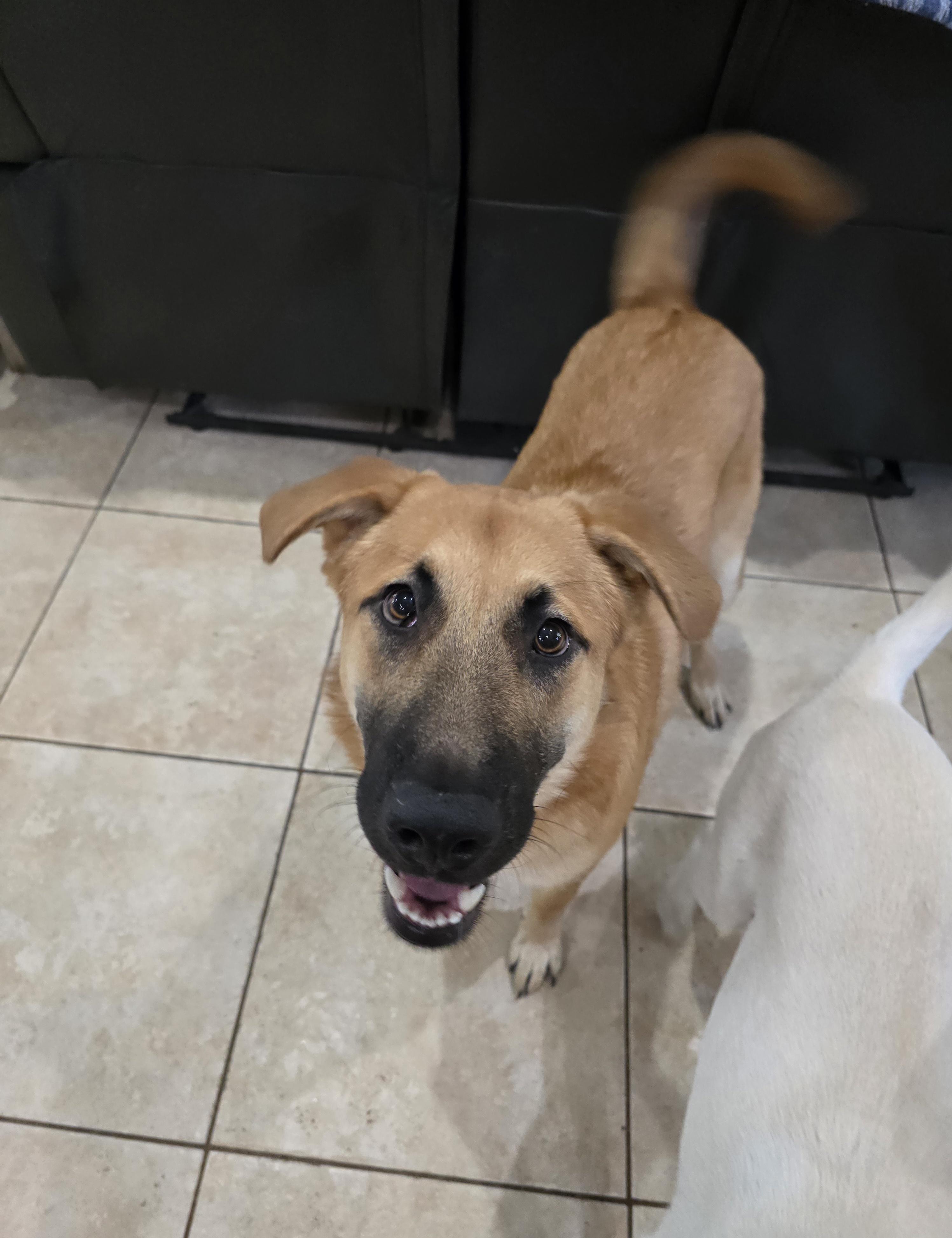 Enlarge Bear, a Adoptable mixed breed in Brattleboro , VT image 1/6