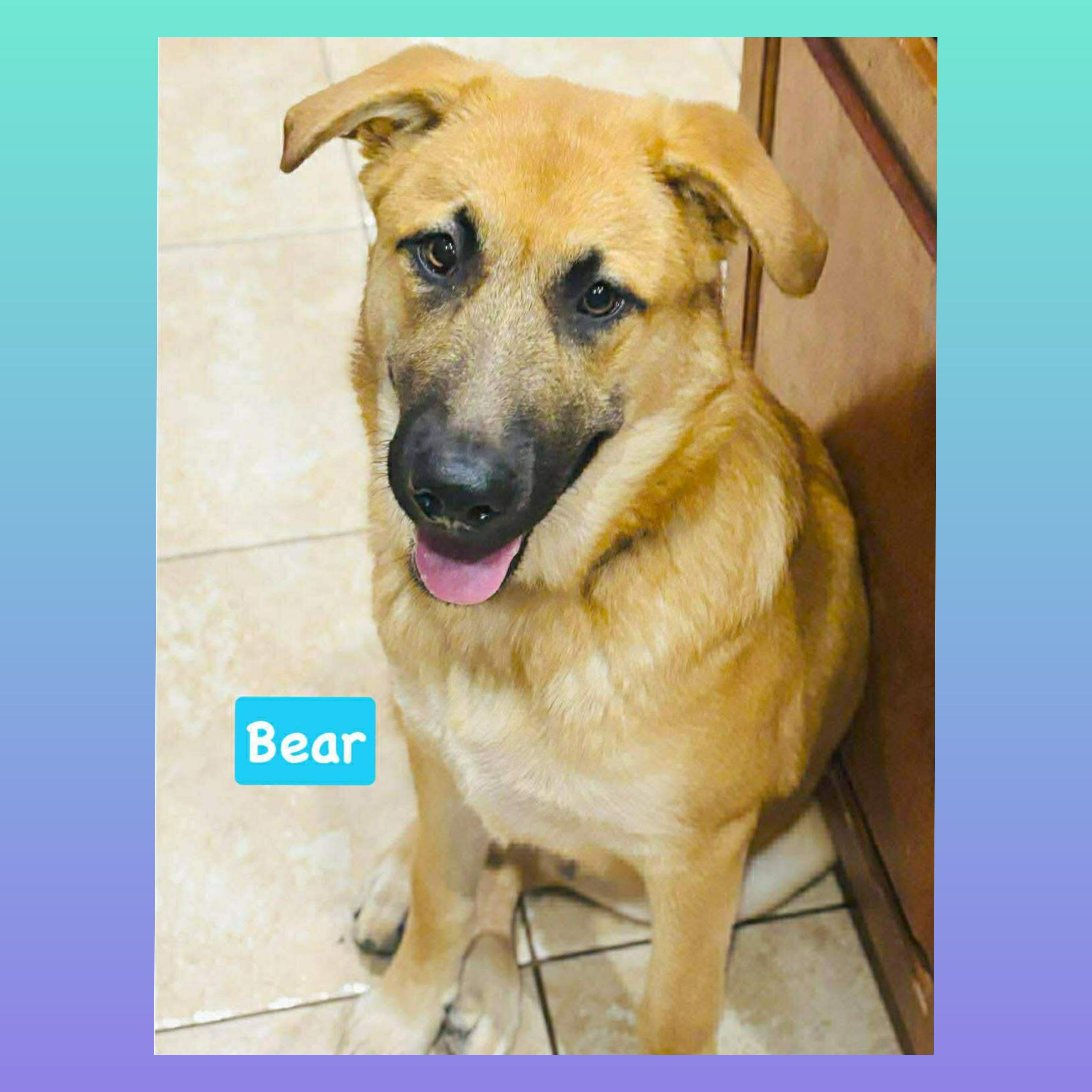 Enlarge Bear, a Adoptable mixed breed in Brattleboro , VT image 4/6