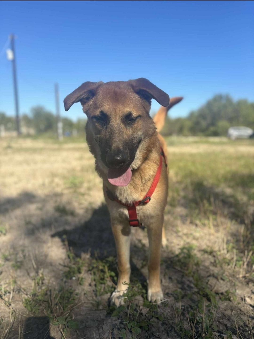Enlarge Bear, a Adoptable mixed breed in Brattleboro , VT image 2/6