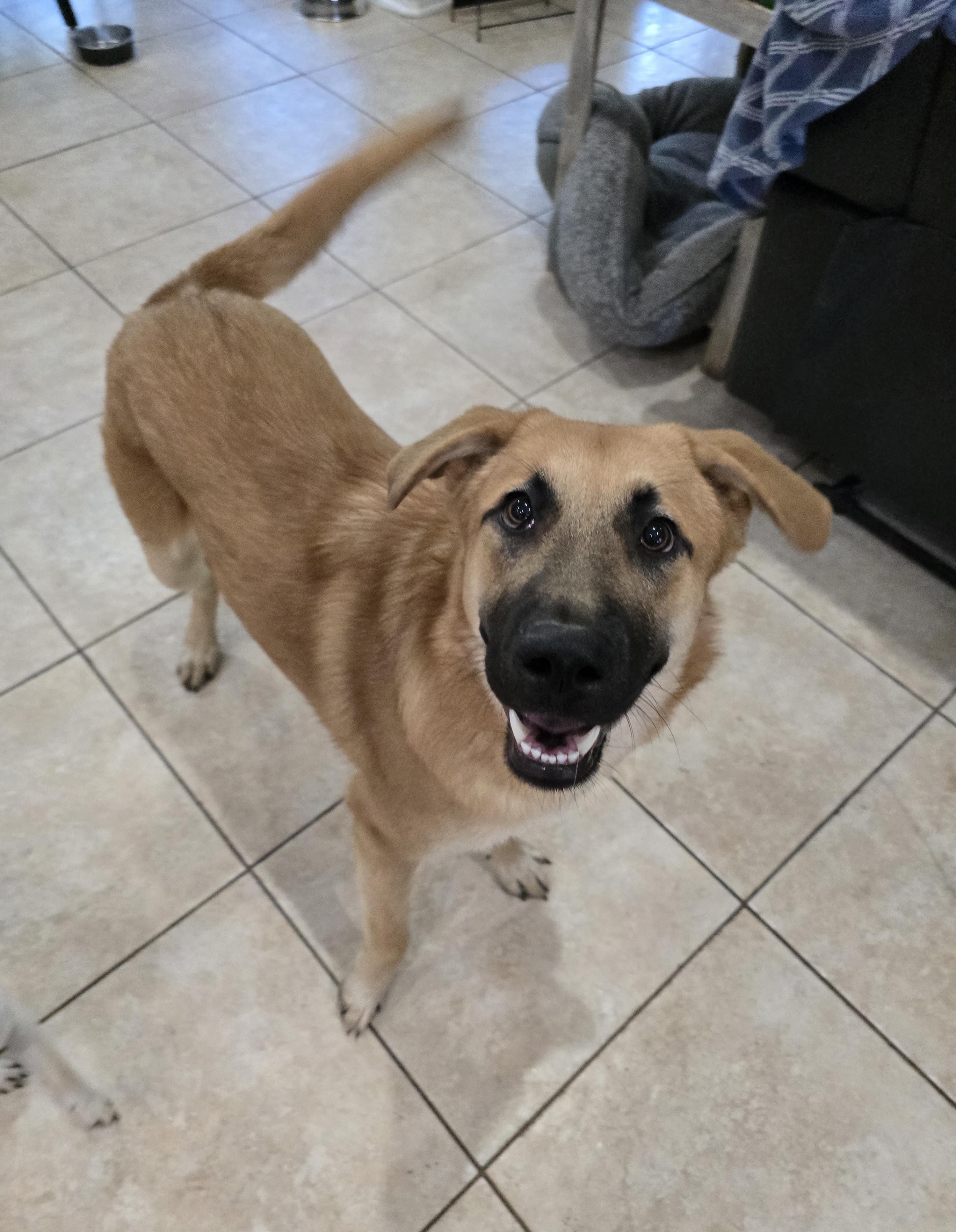 Enlarge Bear, a Adoptable mixed breed in Brattleboro , VT image 5/6