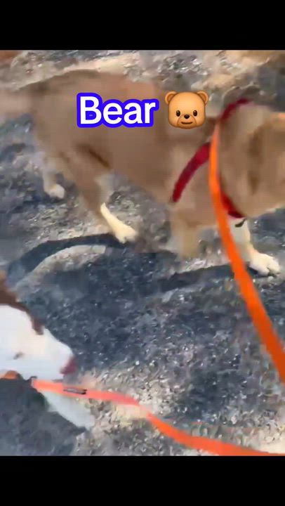 Enlarge Bear, a Adoptable mixed breed in Brattleboro , VT video 6/6