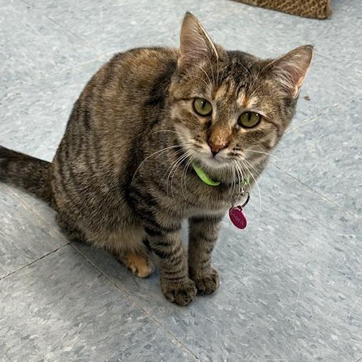 Hera, Adoptable, Young Female Domestic Short Hair.