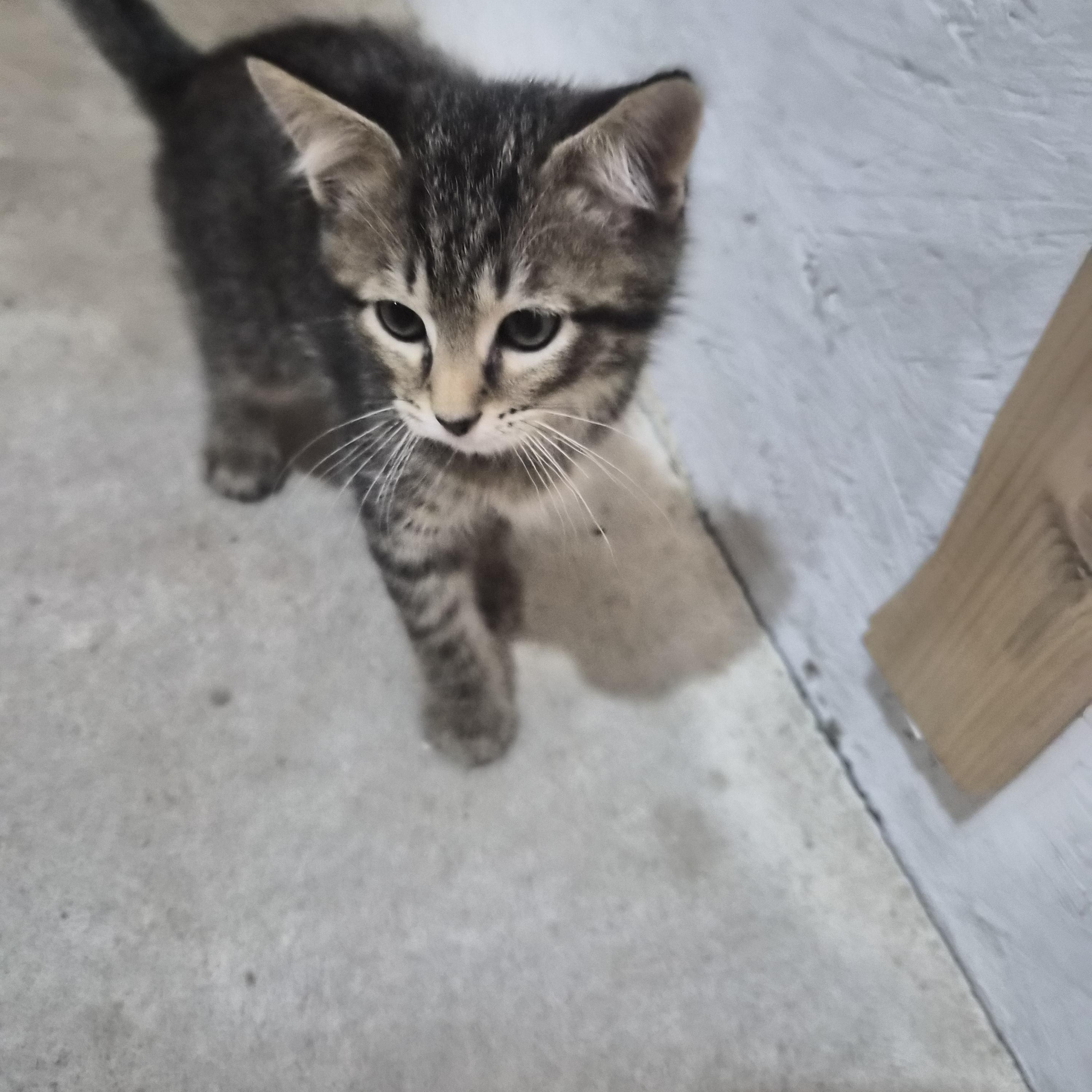 Nigel, Adopted, Kitten Male Domestic Short Hair.