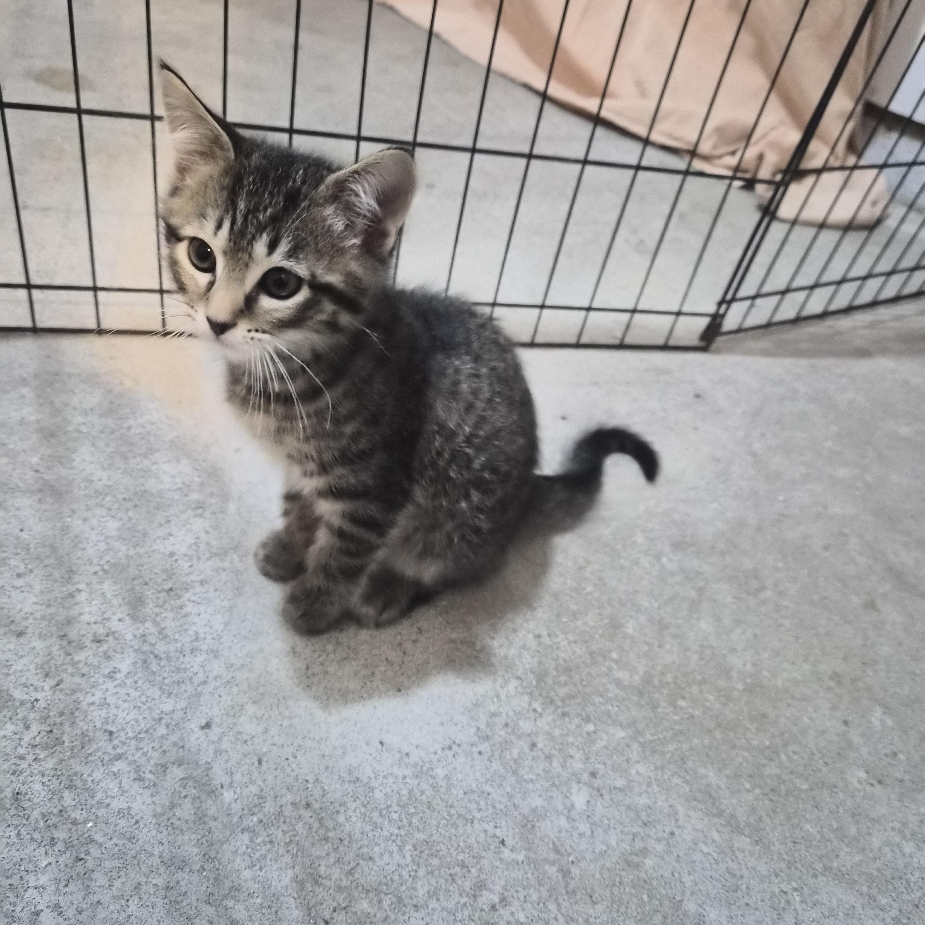 Enlarge Nigel, a Adopted Domestic Short Hair in Greeley, CO image 2/4