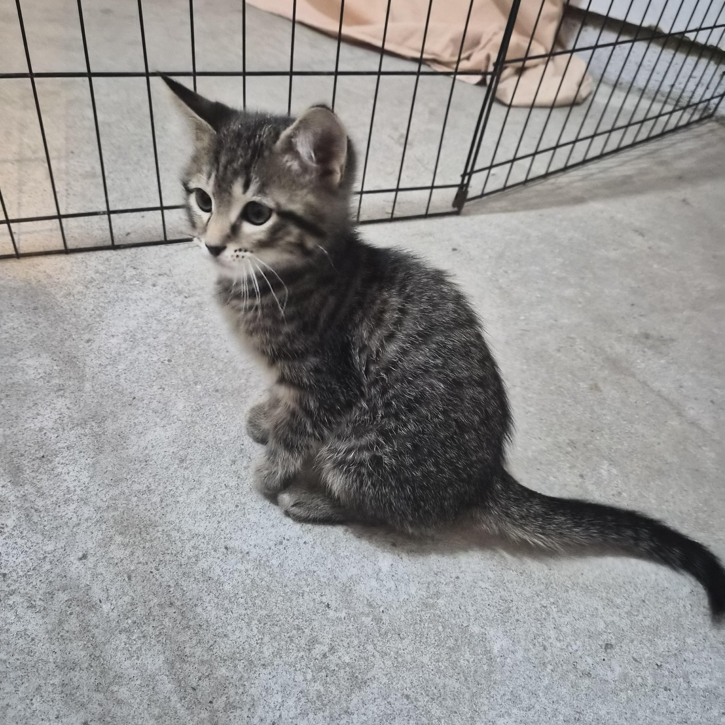 Enlarge Nigel, a Adopted Domestic Short Hair in Greeley, CO image 4/4