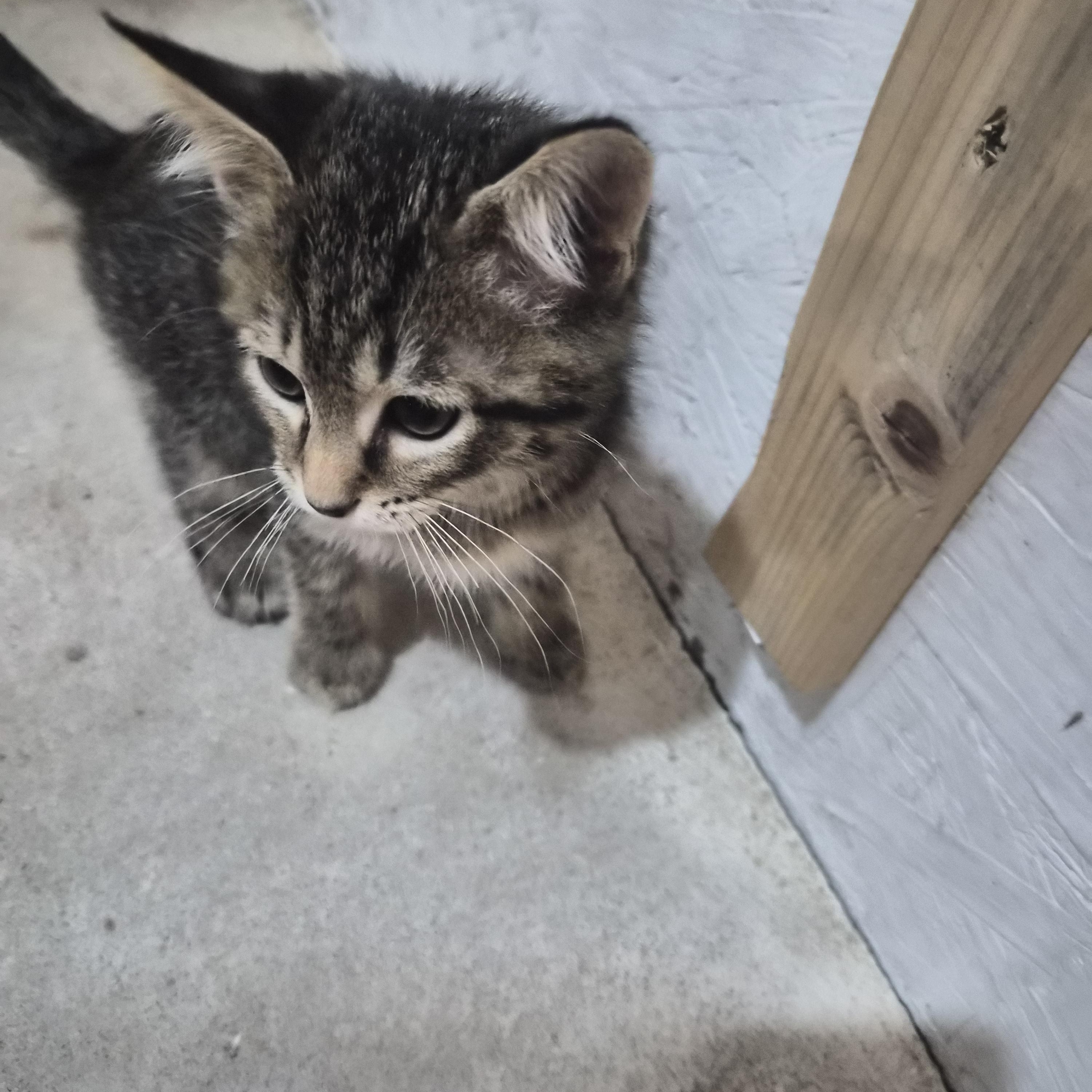 Enlarge Nigel, a Adopted Domestic Short Hair in Greeley, CO image 3/4
