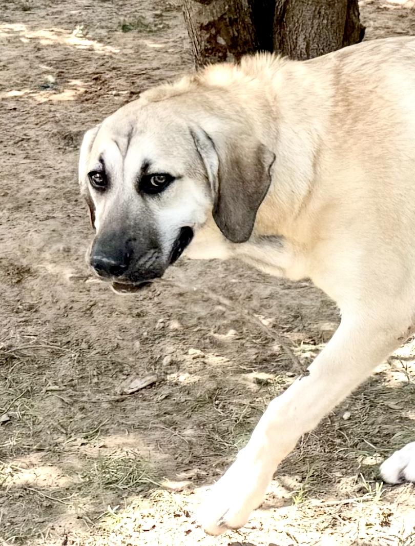Enlarge Valore, an adopted mixed breed in Alvin, TX image 1/5