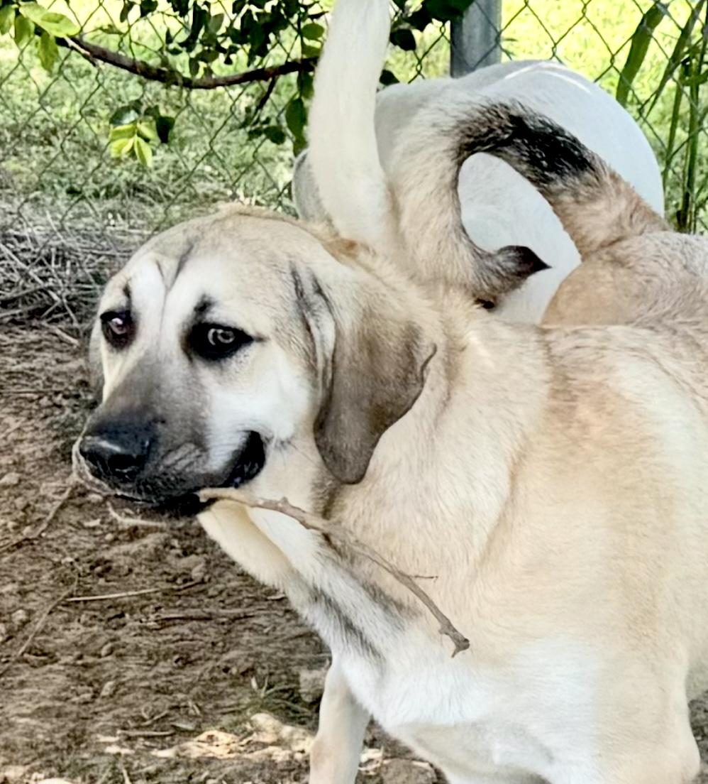 Enlarge Valore, an adopted mixed breed in Alvin, TX image 2/5