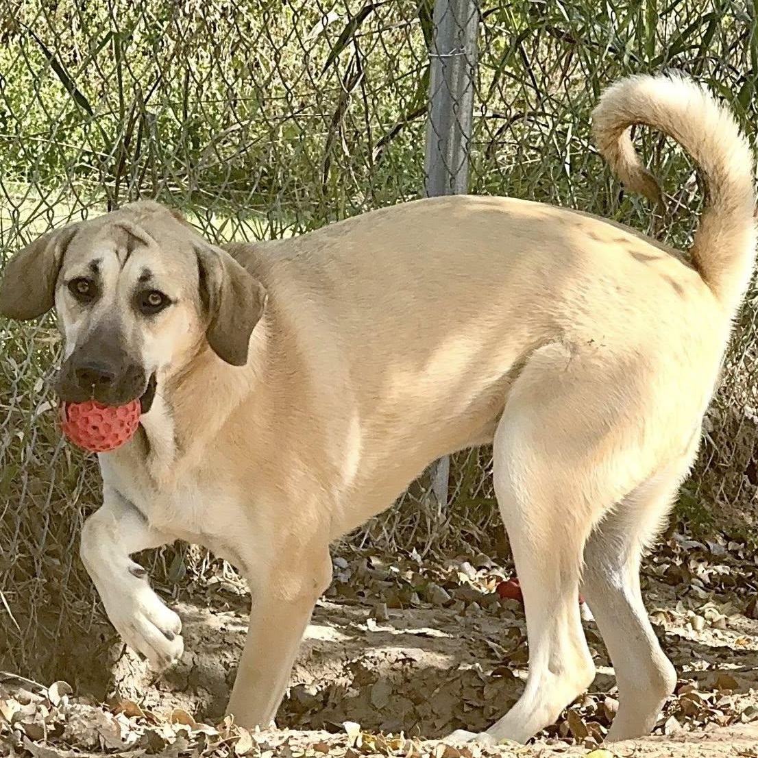 Enlarge Valore, an adopted mixed breed in Alvin, TX image 3/5