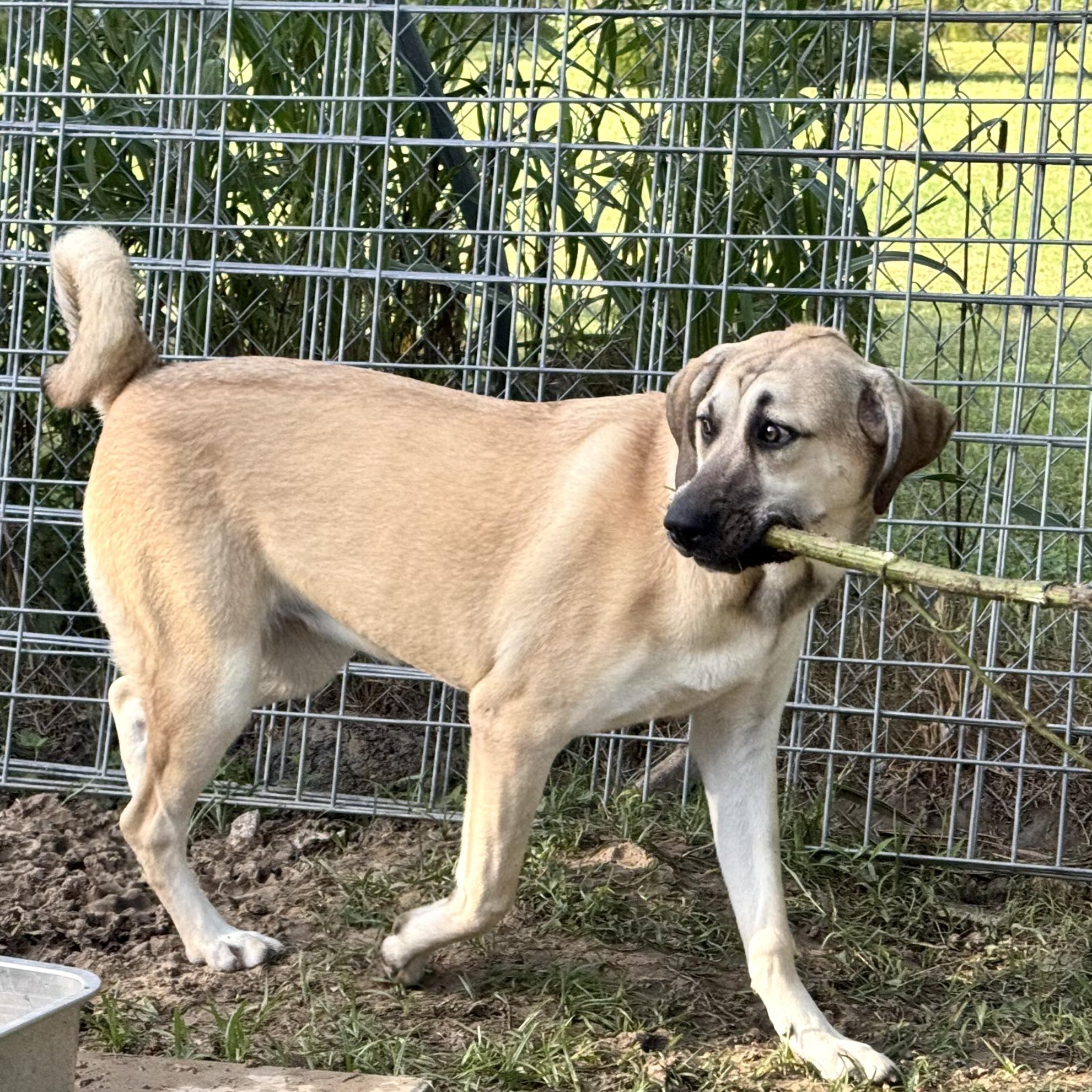 Enlarge Valore, an adopted mixed breed in Alvin, TX image 5/5