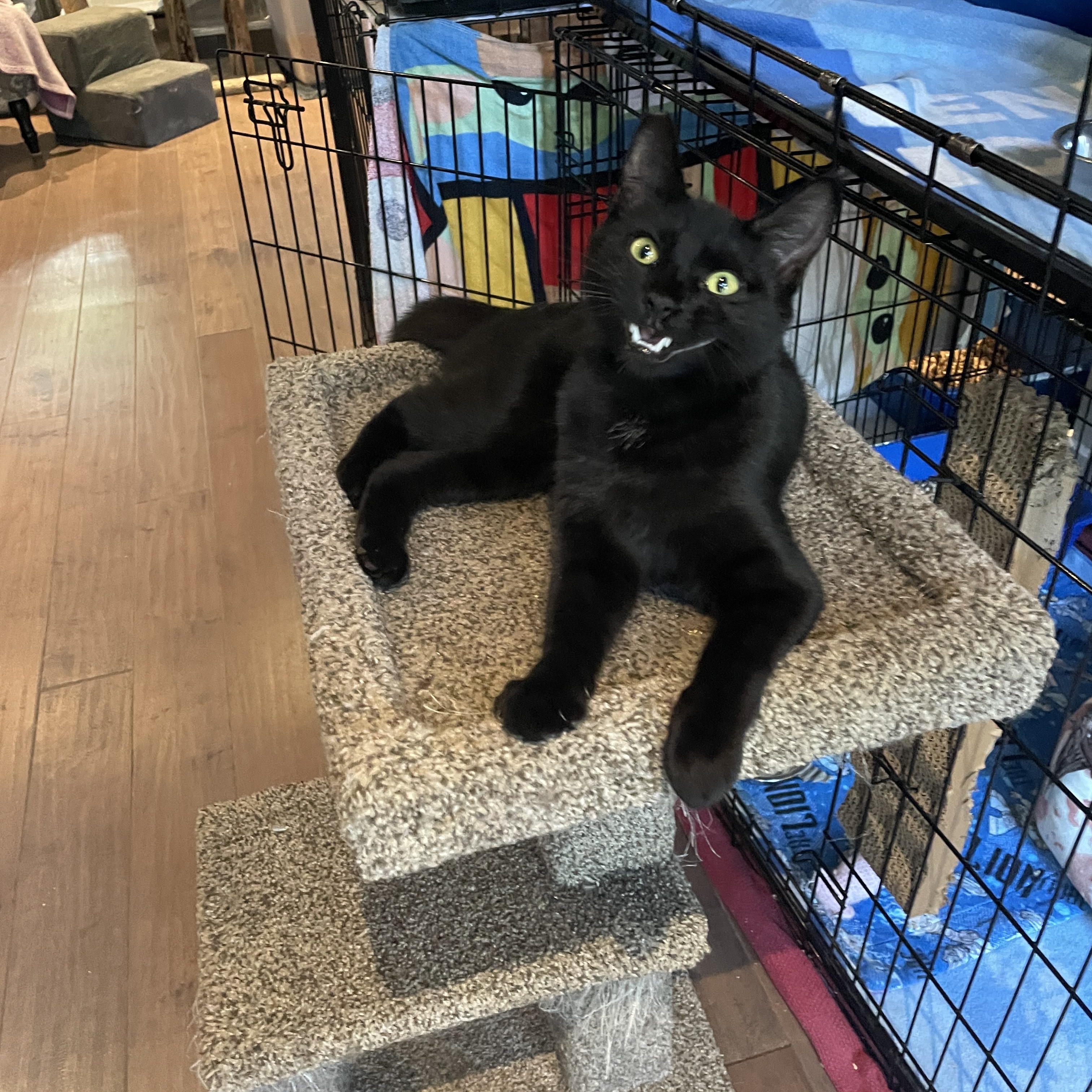 Amelia, a Adoptable Domestic Short Hair in Salt Spring Island, BC image 1/4