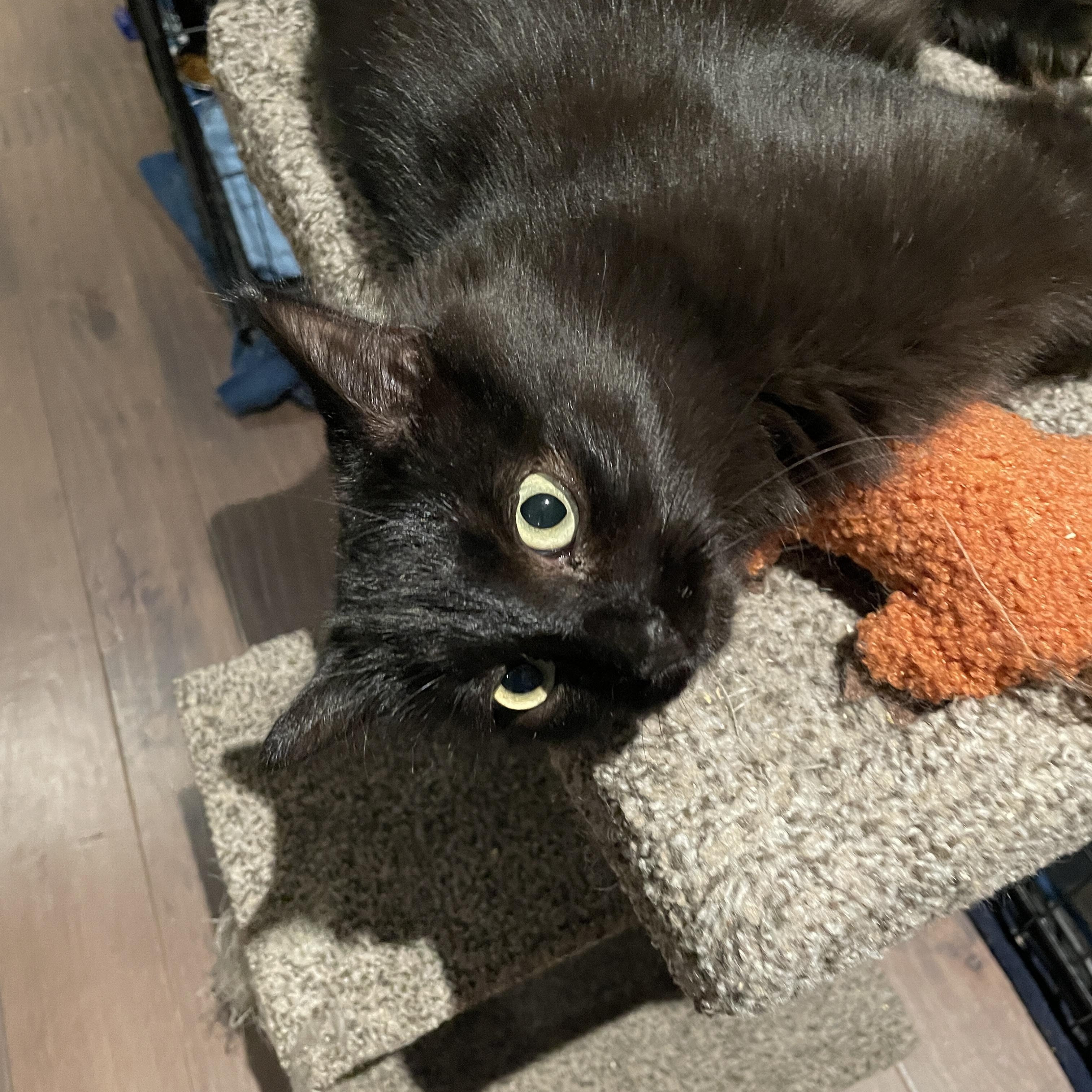 Amelia, a Adoptable Domestic Short Hair in Salt Spring Island, BC image 3/4