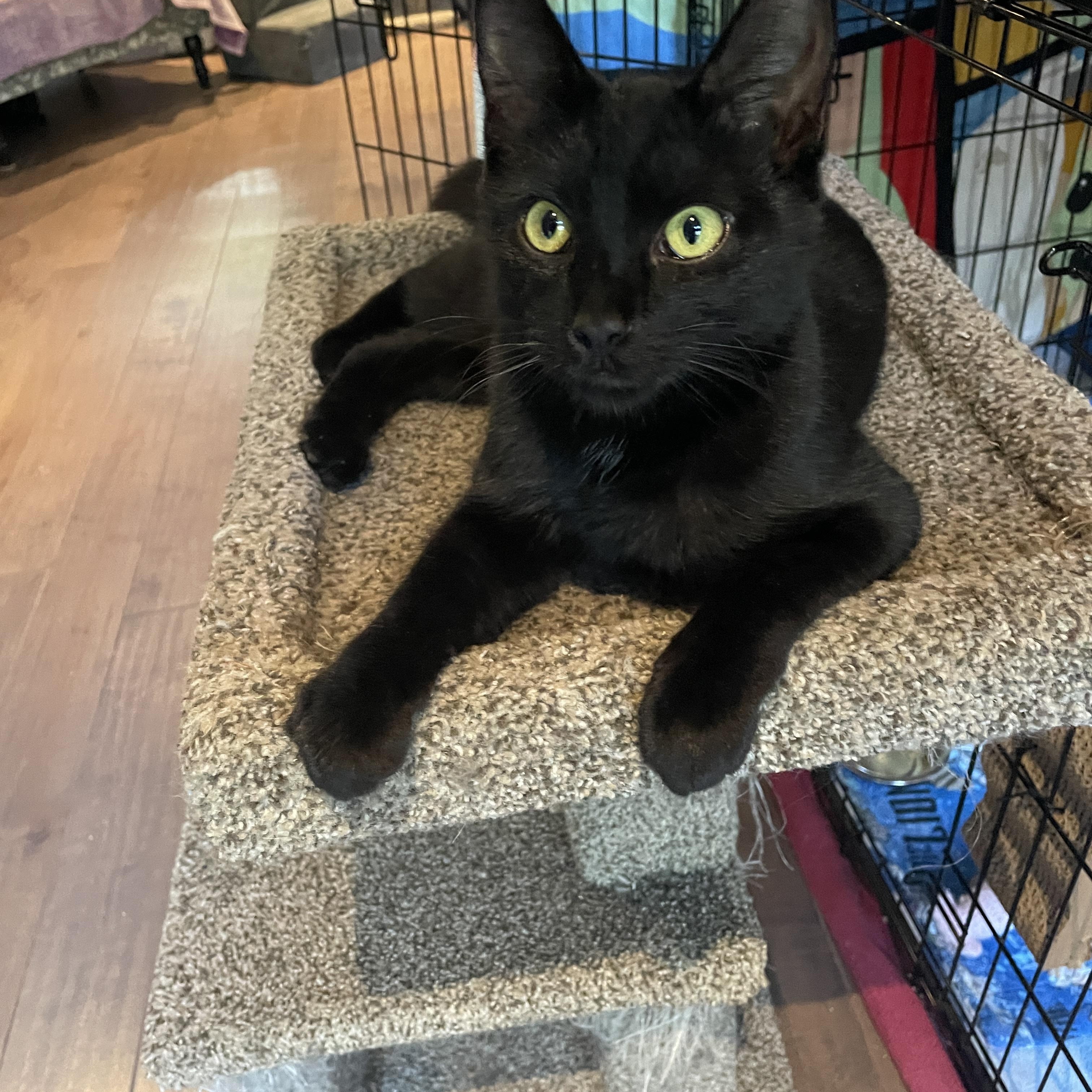 Amelia, a Adoptable Domestic Short Hair in Salt Spring Island, BC image 4/4