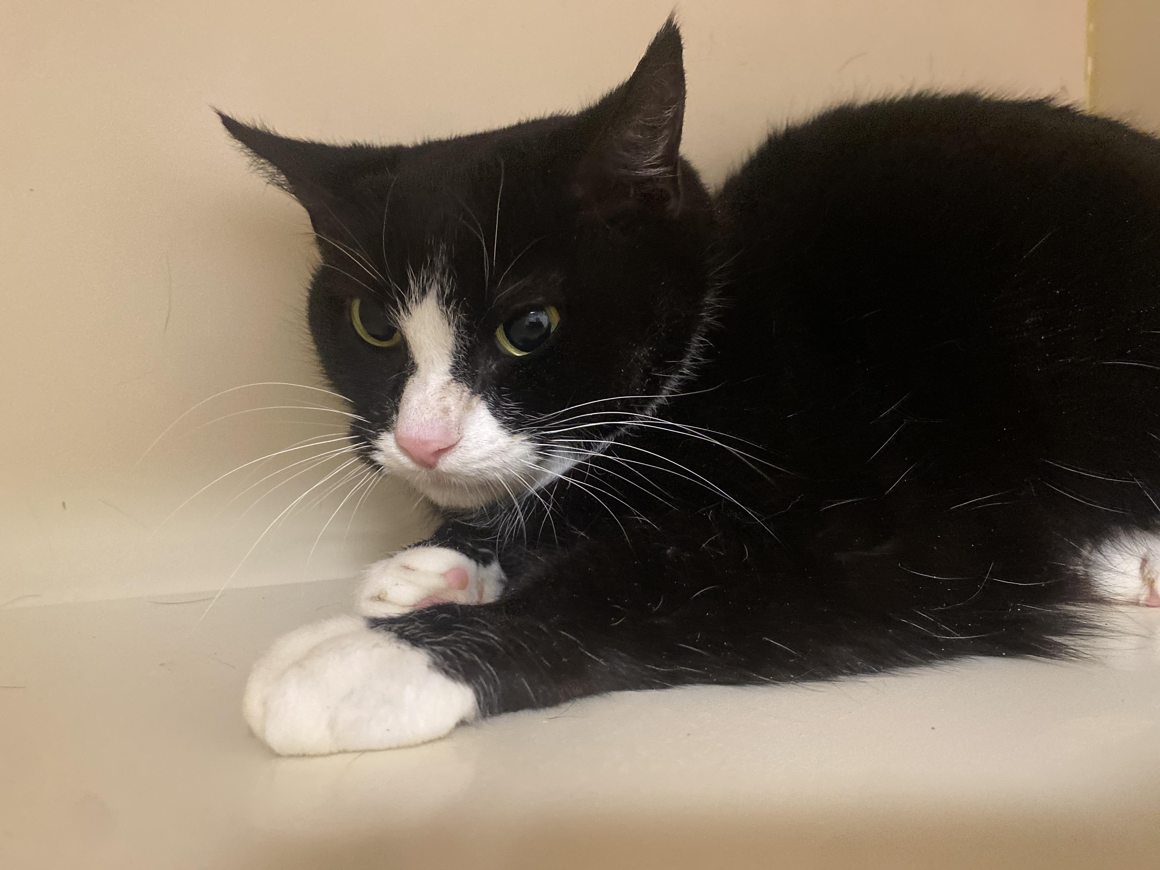 Momma, adoptable, Adult Female Domestic Short Hair.