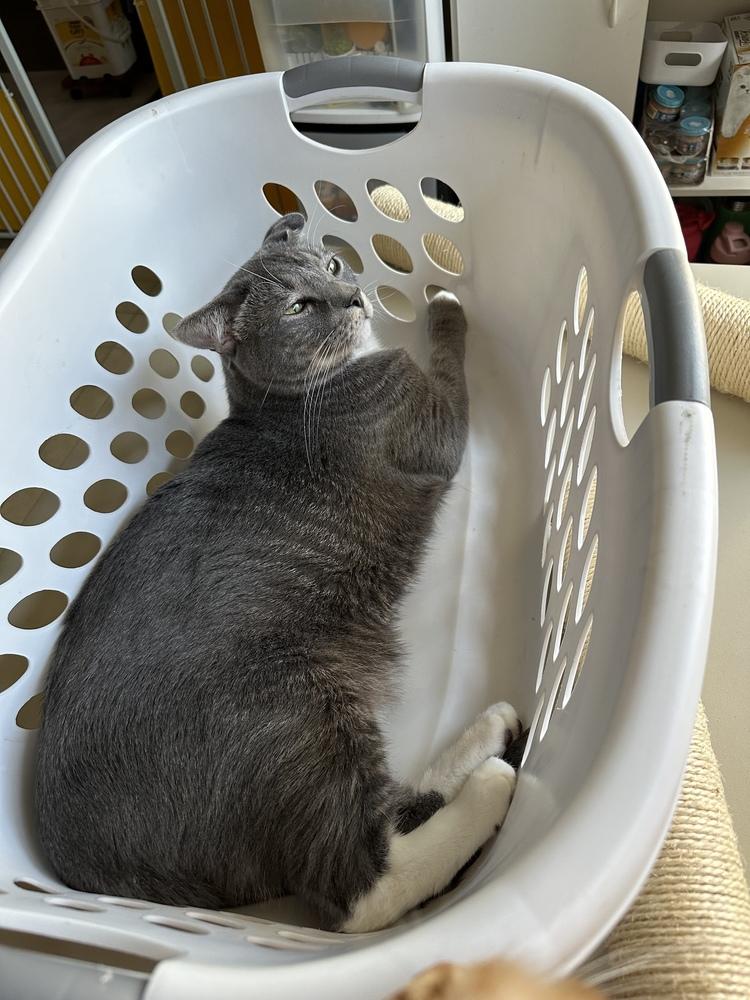 Mario 6879, Adoptable, Adult Male Domestic Short Hair.