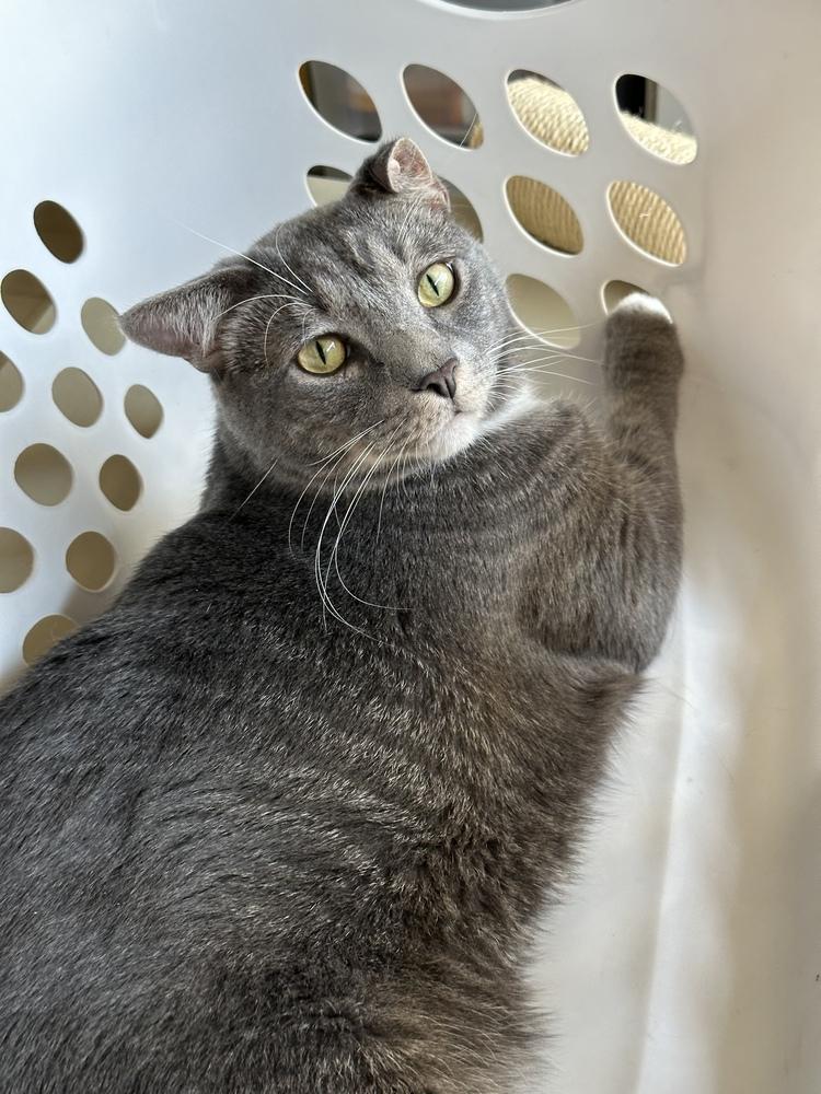 Enlarge Mario 6879, a Adoptable Domestic Short Hair in Dallas, TX image 2/2