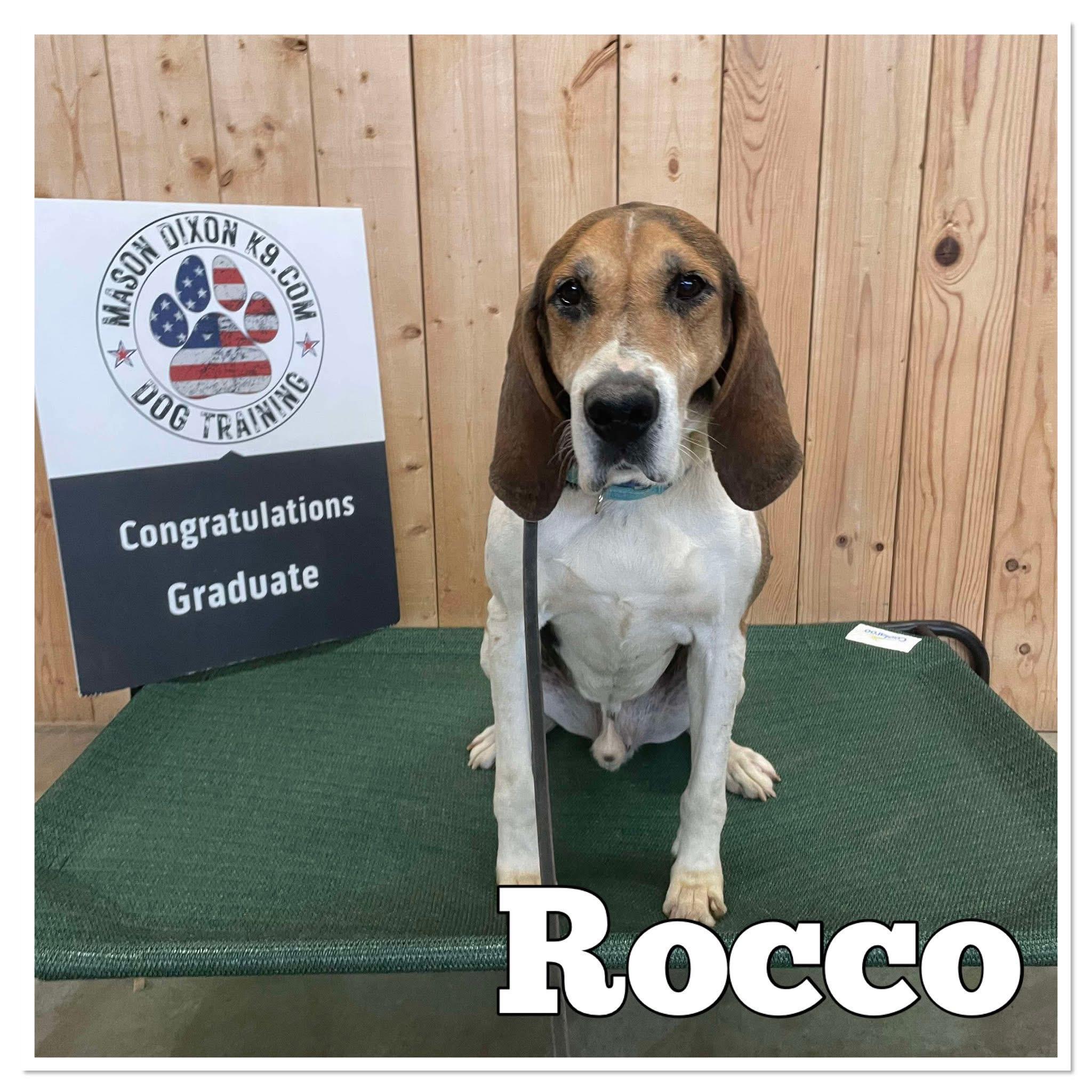 Rocco, adoptable, Senior Male American Foxhound.