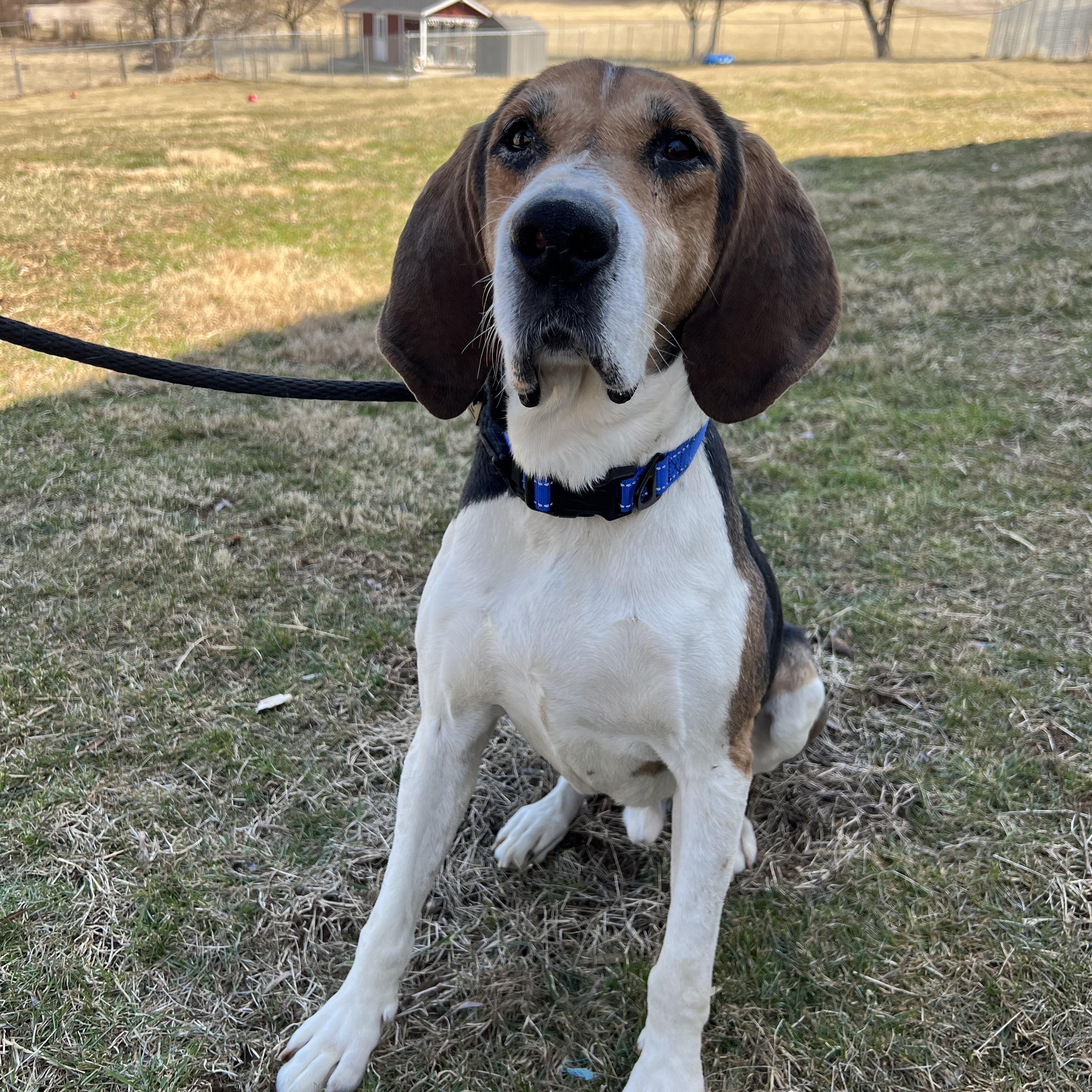 Enlarge Rocco, an adoptable American Foxhound in Parkton, MD image 2/6
