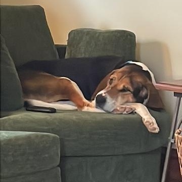 Enlarge Rocco, an adoptable American Foxhound in Parkton, MD image 5/6