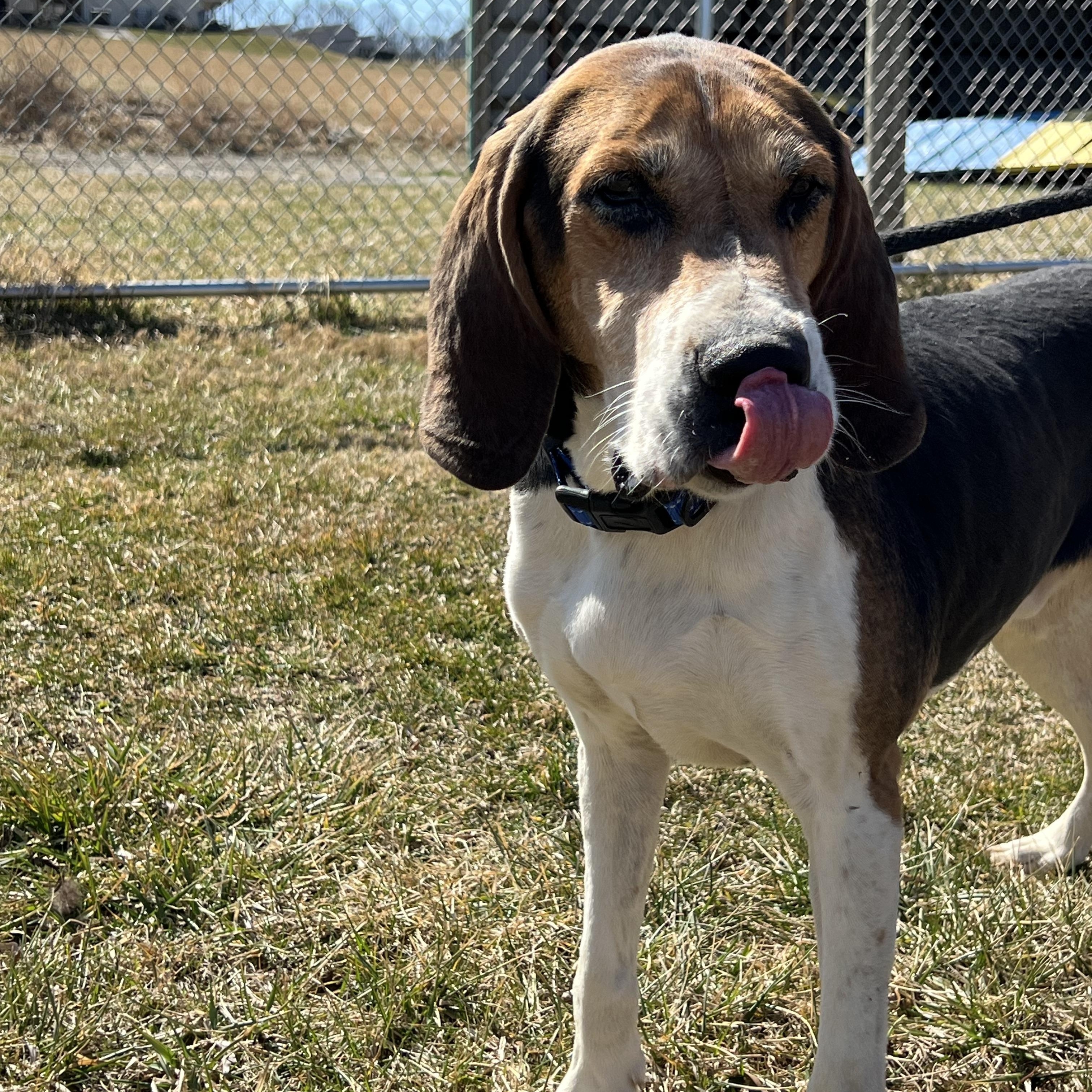 Enlarge Rocco, an adoptable American Foxhound in Parkton, MD image 4/6