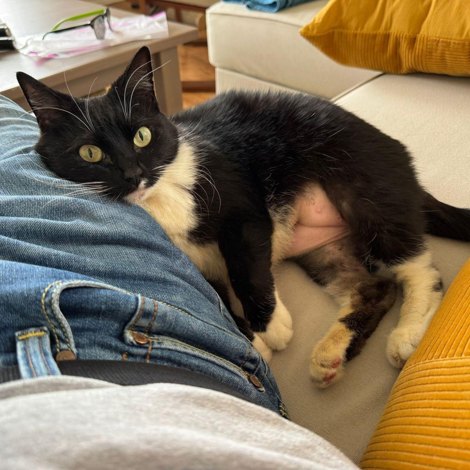 Checkers, Adult Female Domestic Short Hair
