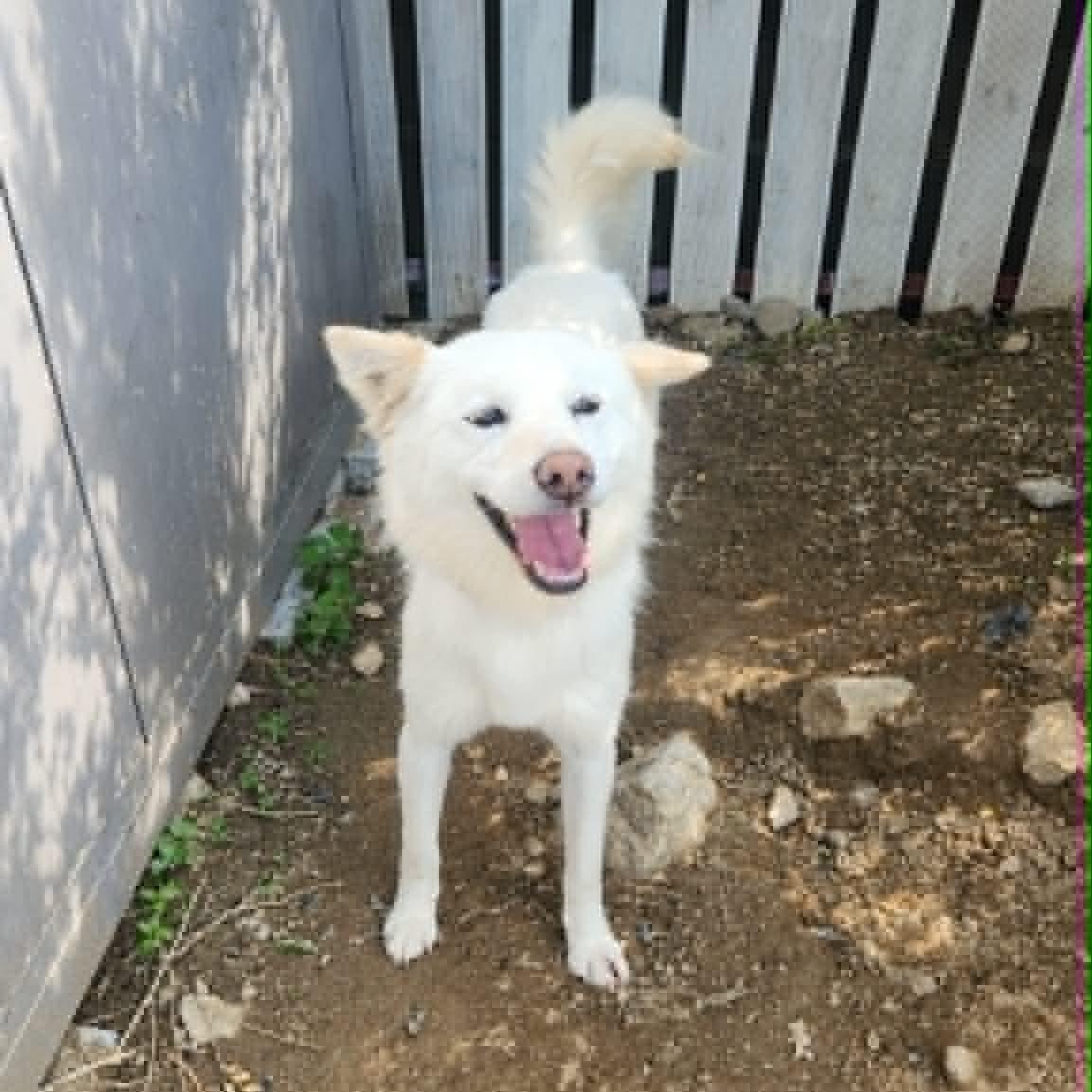 Enlarge Yuel (20260605-02), a Adoptable mixed breed in Markham, ON image 4/5