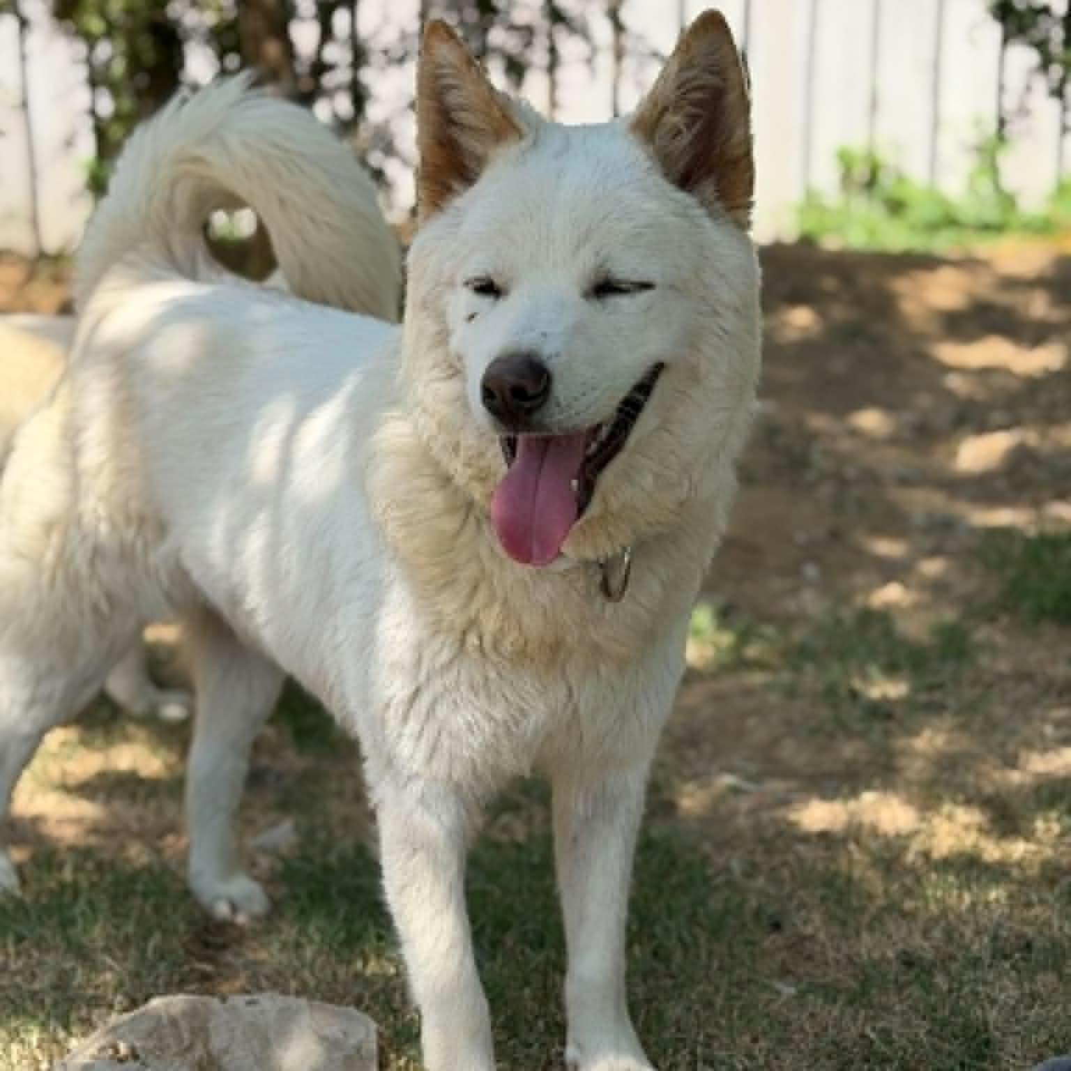 Enlarge Yuel (20260605-02), a Adoptable mixed breed in Markham, ON image 1/5