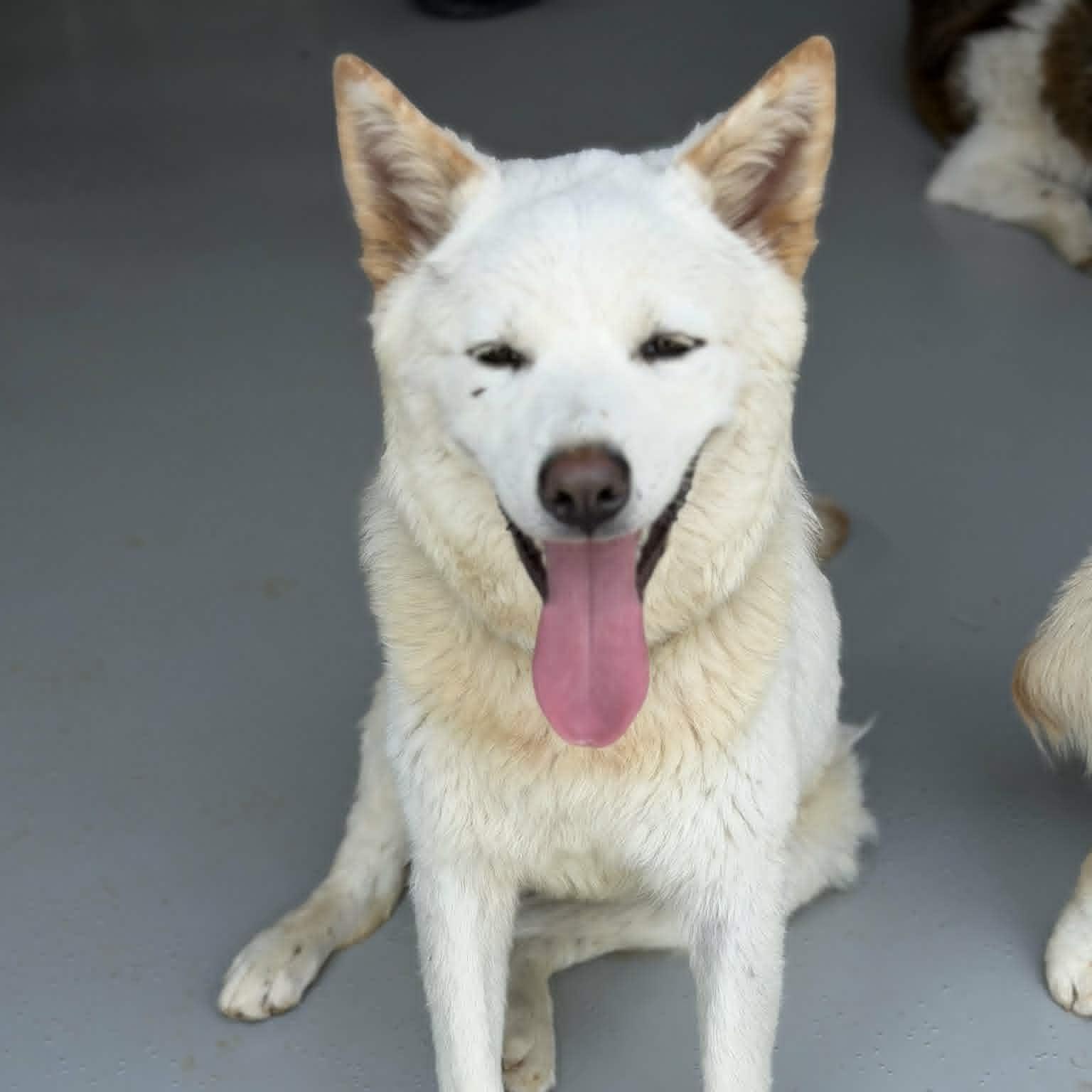 Enlarge Yuel (20260605-02), a Adoptable mixed breed in Markham, ON image 3/5