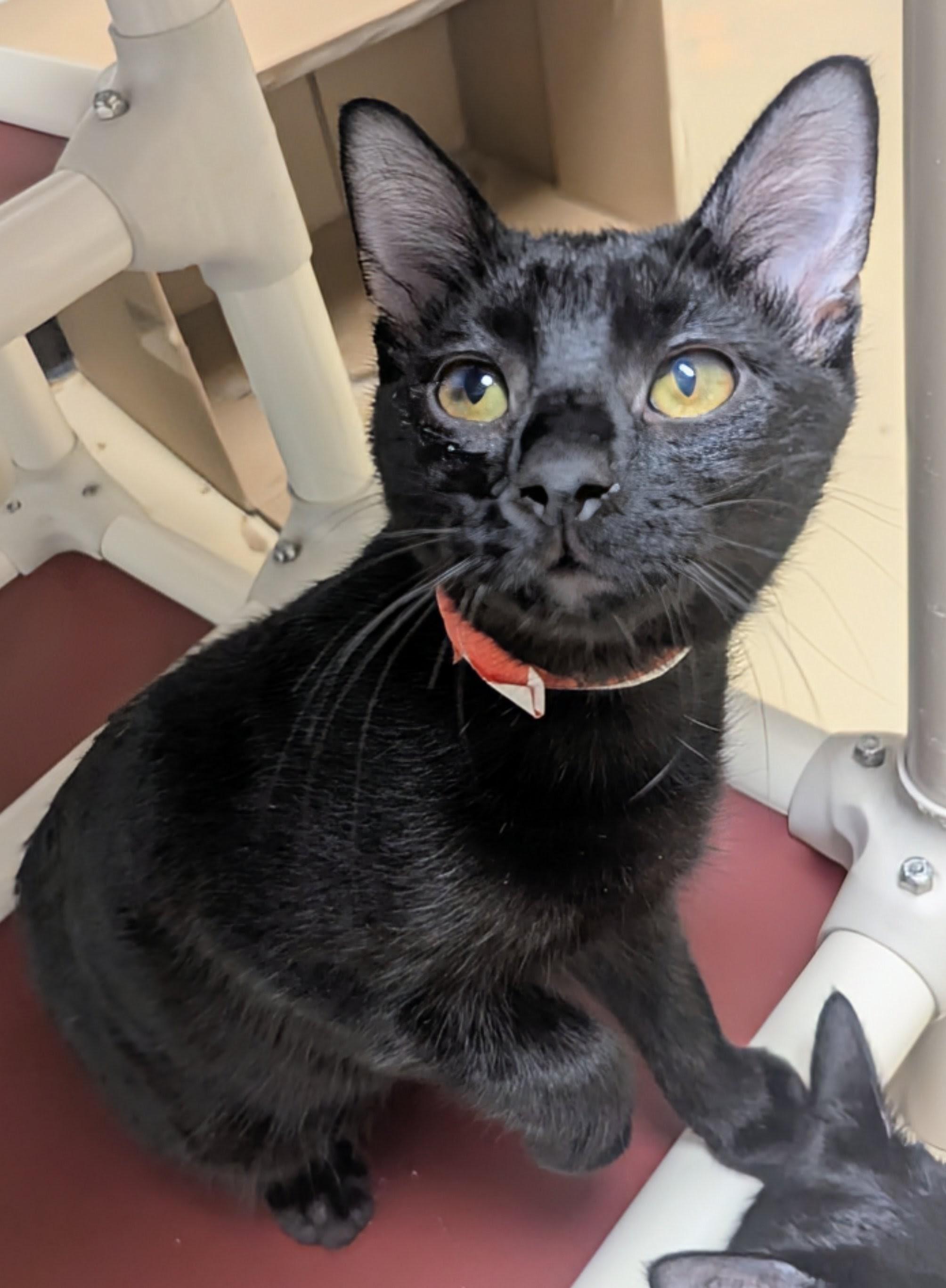 Speedy, adopted, Kitten Male Domestic Short Hair.