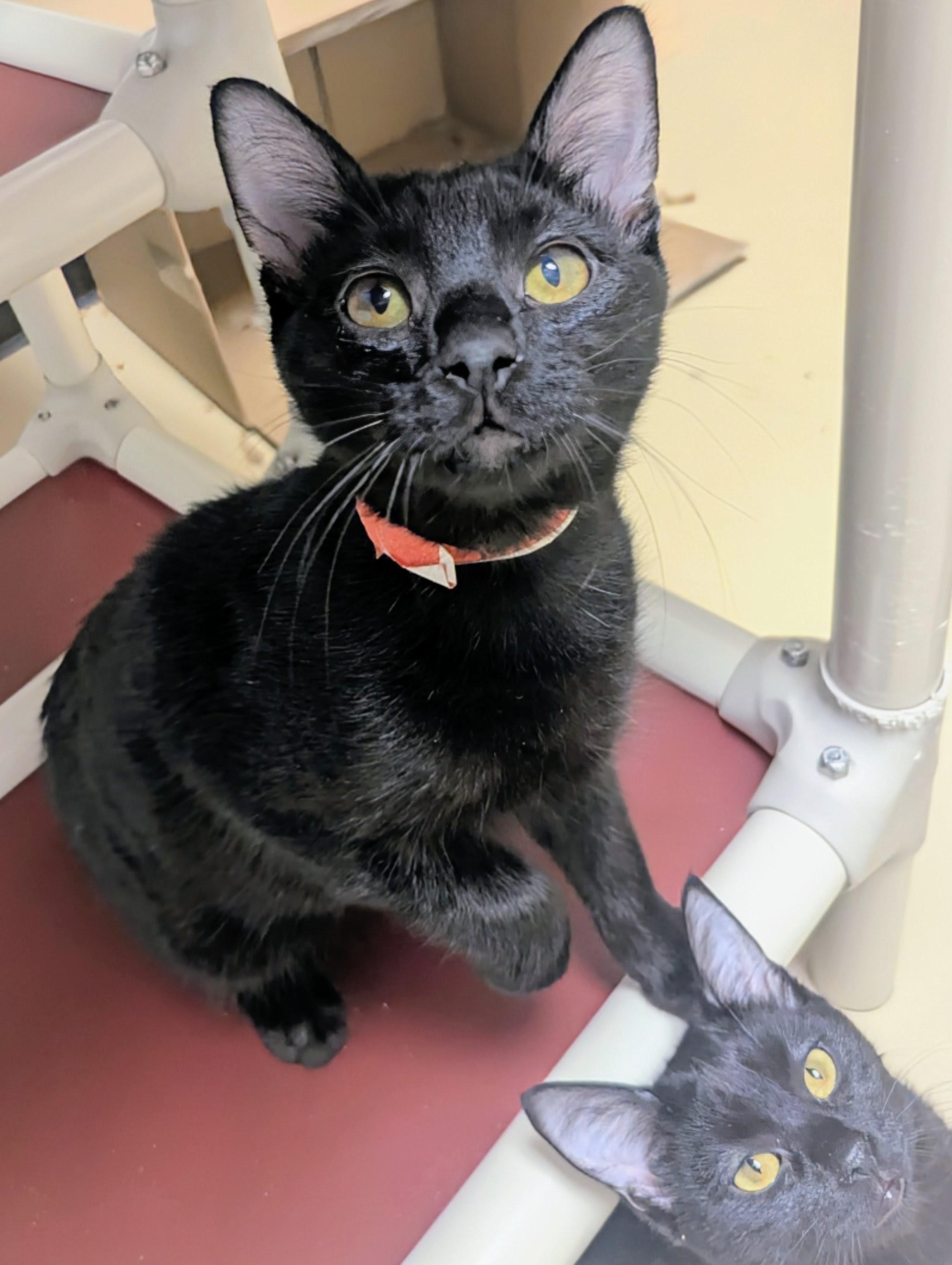 Enlarge Speedy, an adopted Domestic Short Hair in Springfield, IL image 2/2