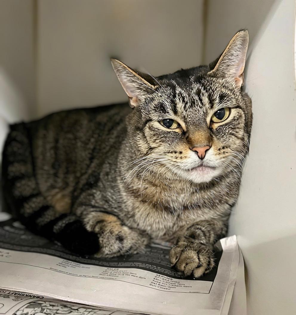 Enlarge Ray, a Adopted Domestic Short Hair in Seville, OH image 2/2