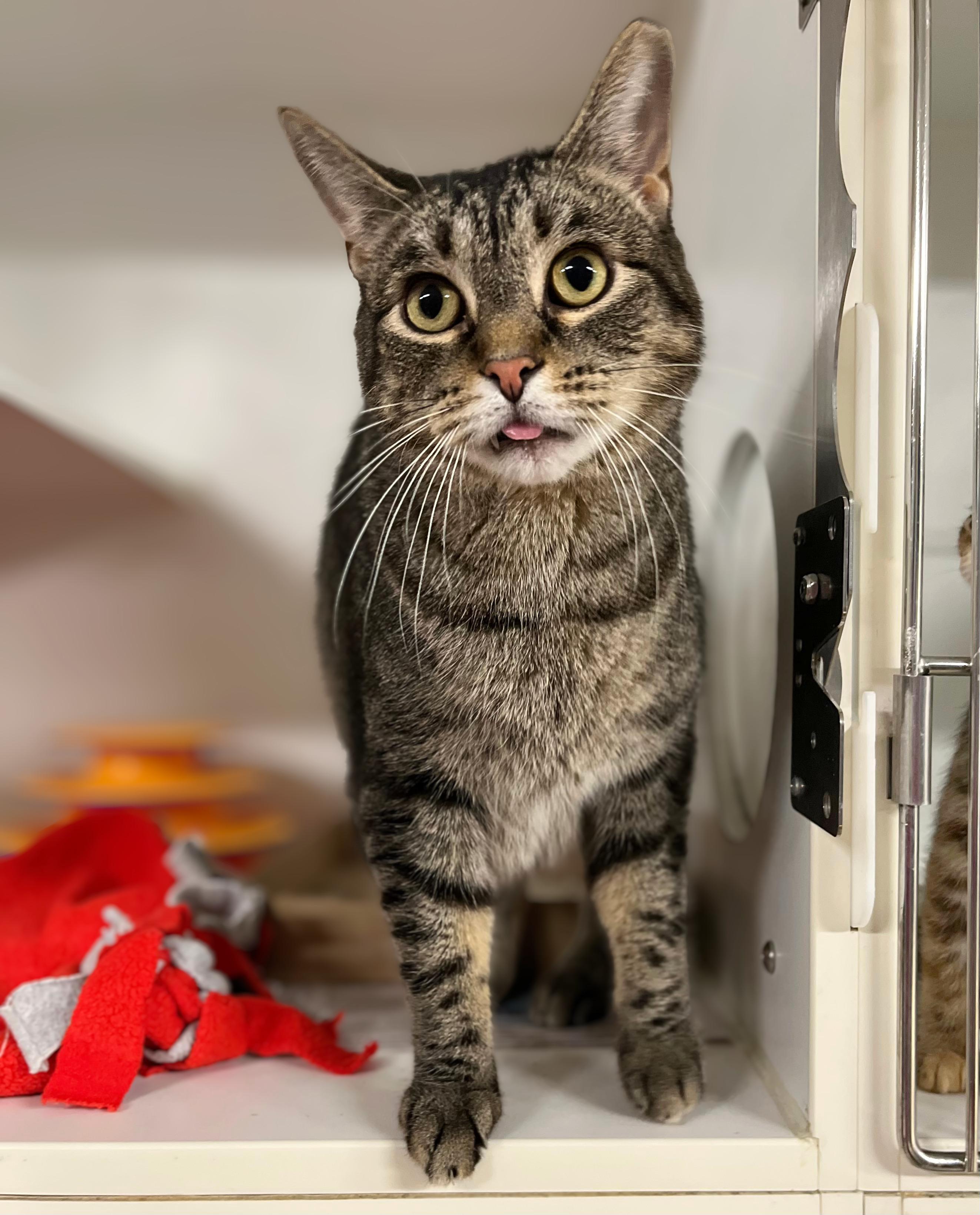 Ray, Adopted, Adult Male Domestic Short Hair.