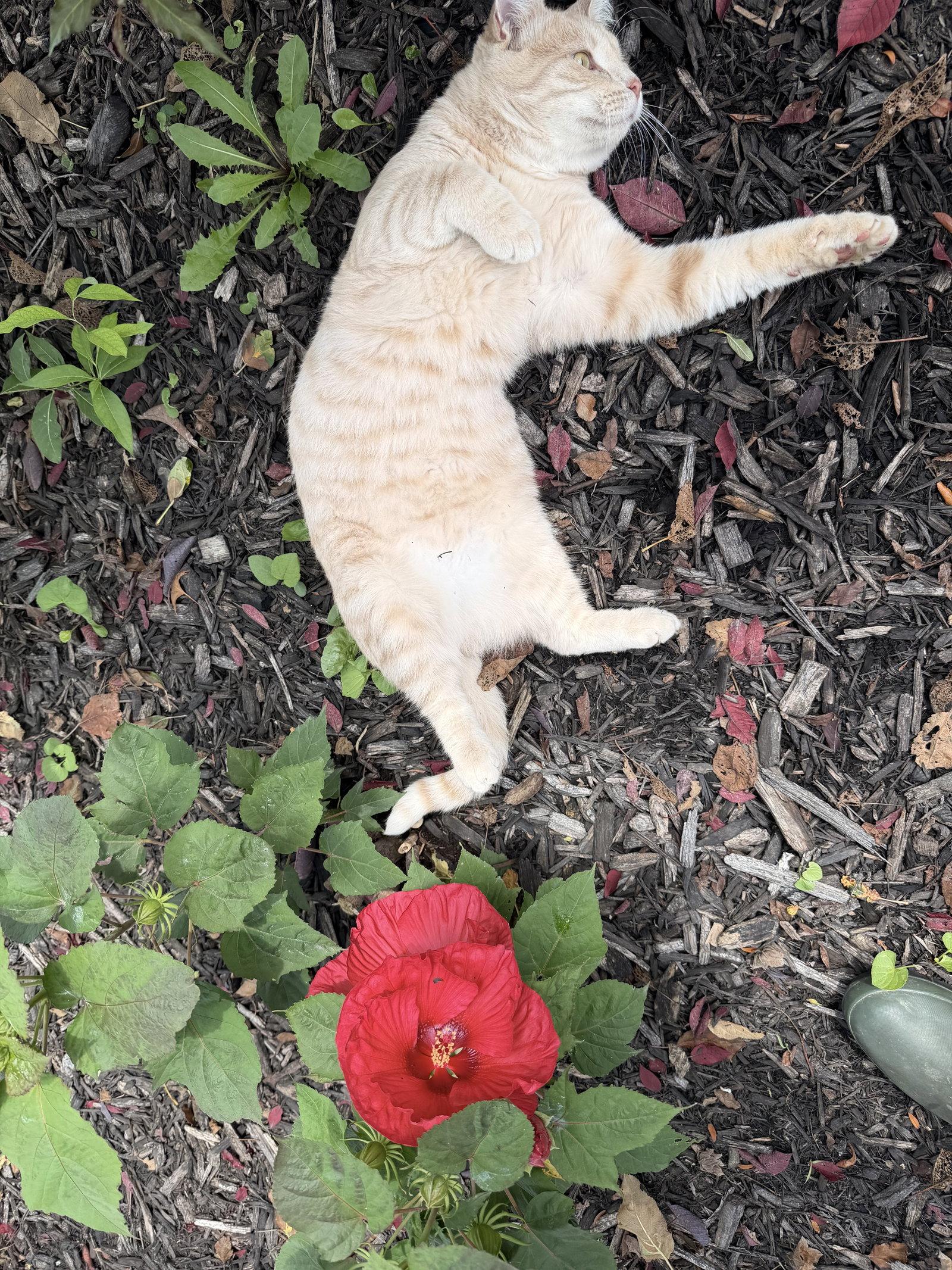 Nico (Courtesy Listing), Adoptable, Young Male Domestic Short Hair.