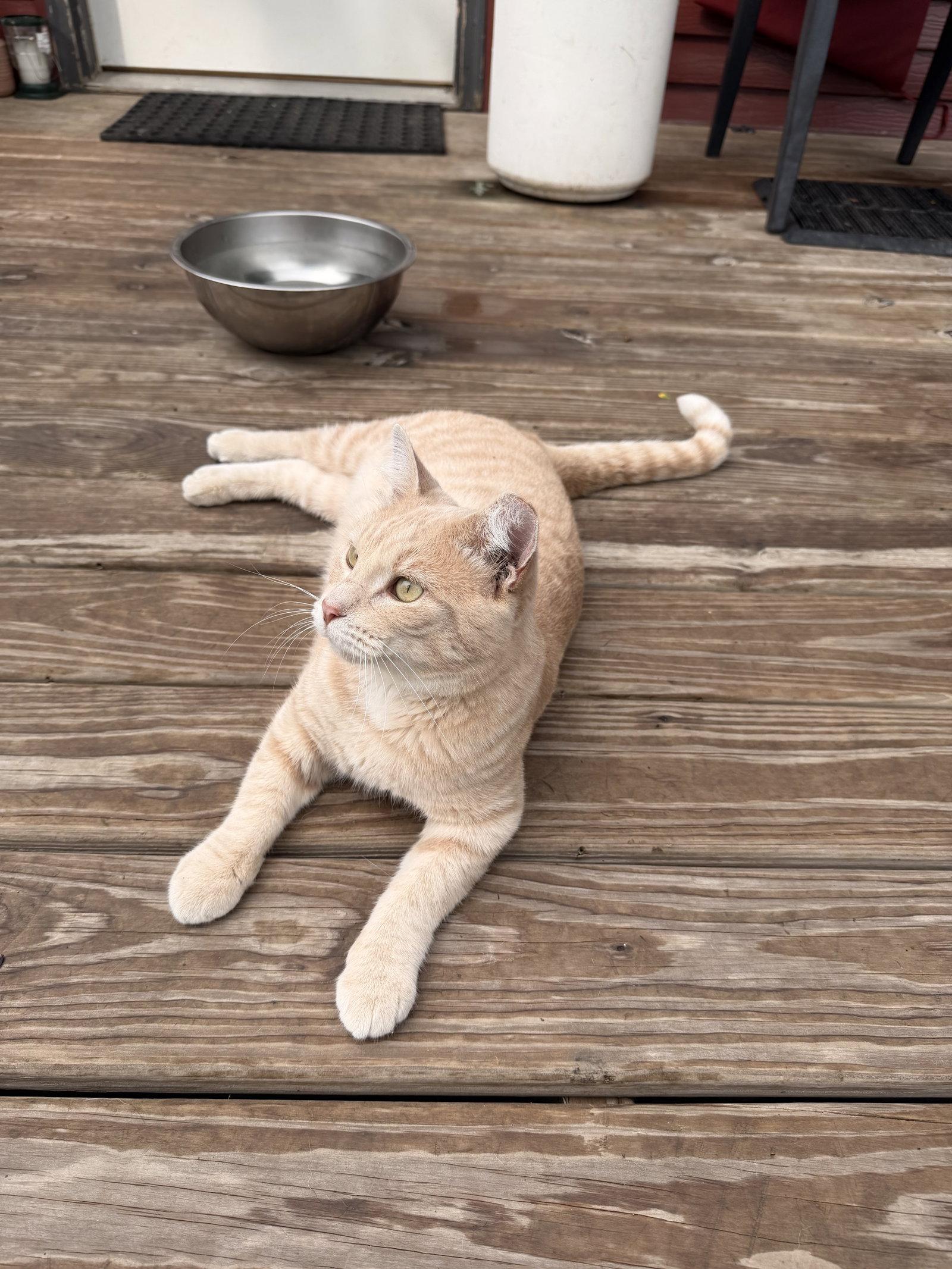 Enlarge Nico (Courtesy Listing), a Adoptable Domestic Short Hair in Williamsburg, IA image 2/3