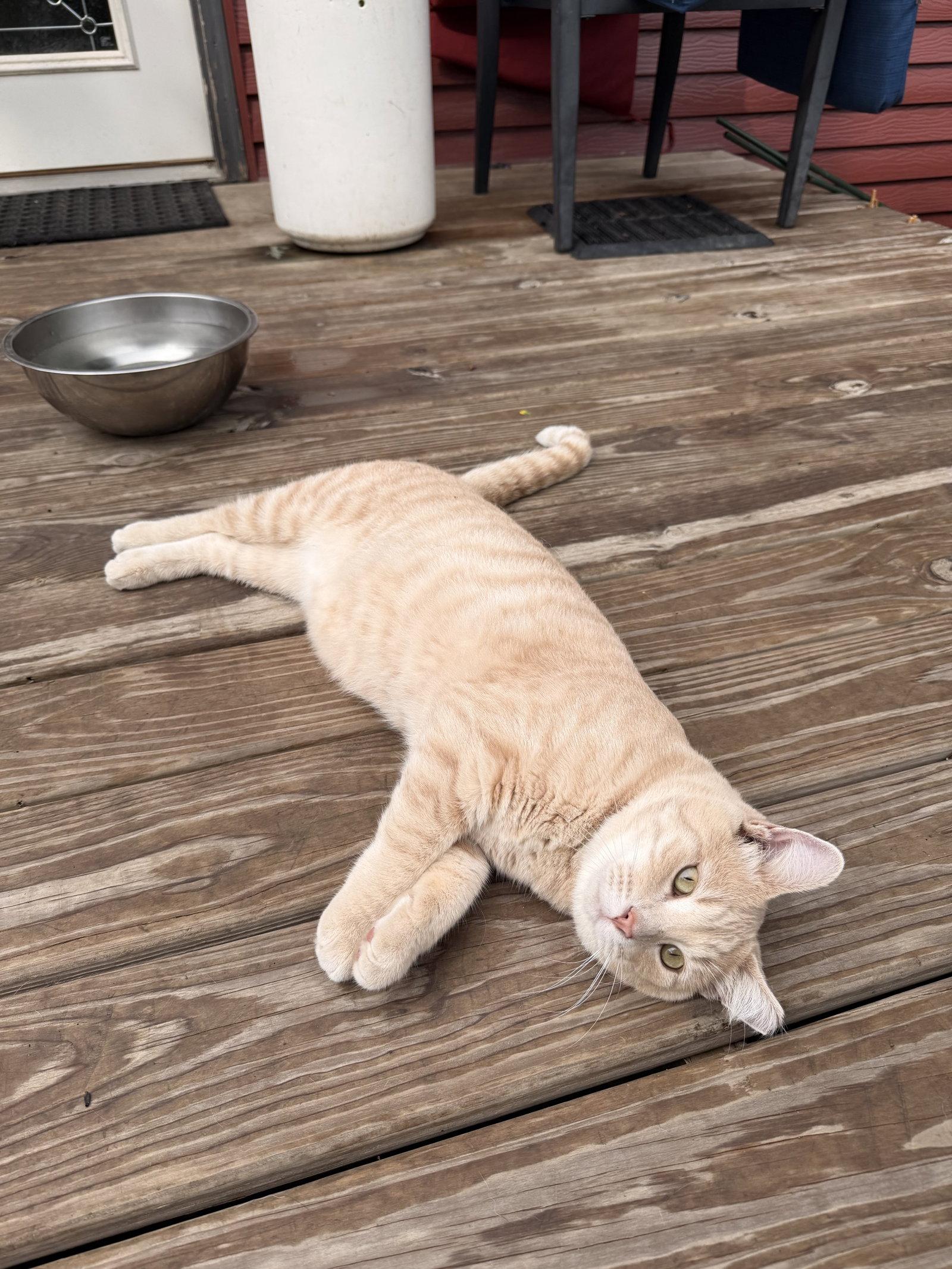 Enlarge Nico (Courtesy Listing), a Adoptable Domestic Short Hair in Williamsburg, IA image 3/3