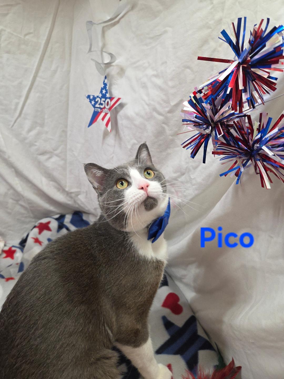 Enlarge Pico, an adopted Domestic Short Hair in Whitewater, WI image 2/3