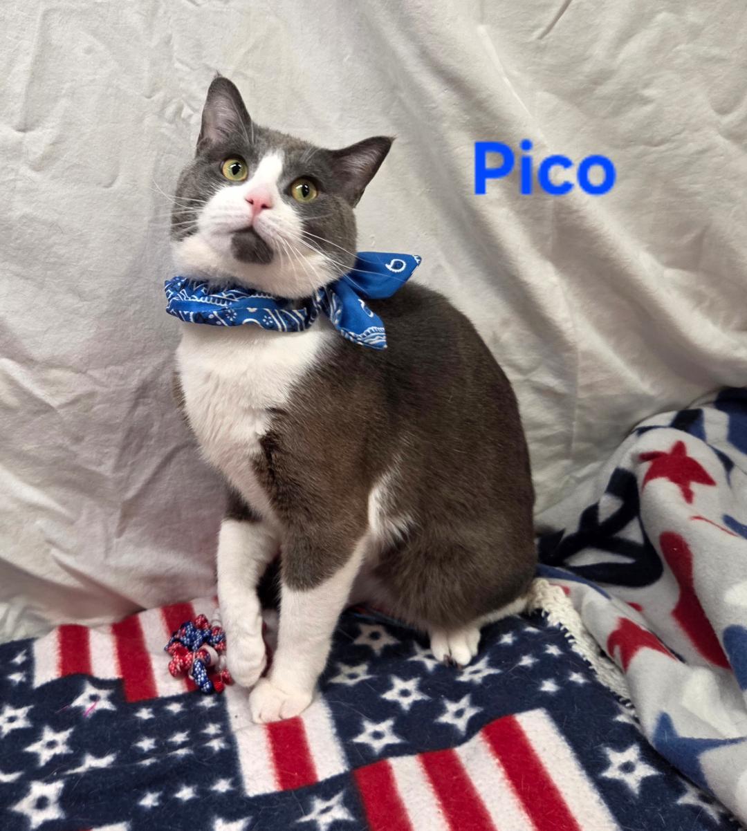 Enlarge Pico, an adopted Domestic Short Hair in Whitewater, WI image 1/3