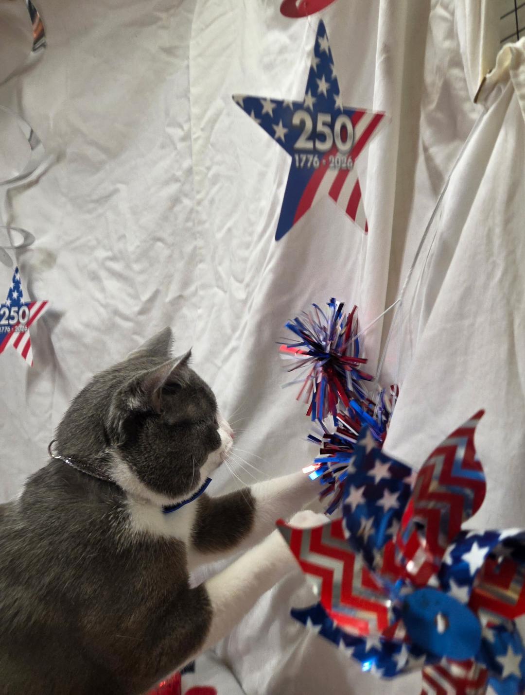 Enlarge Pico, an adopted Domestic Short Hair in Whitewater, WI image 3/3