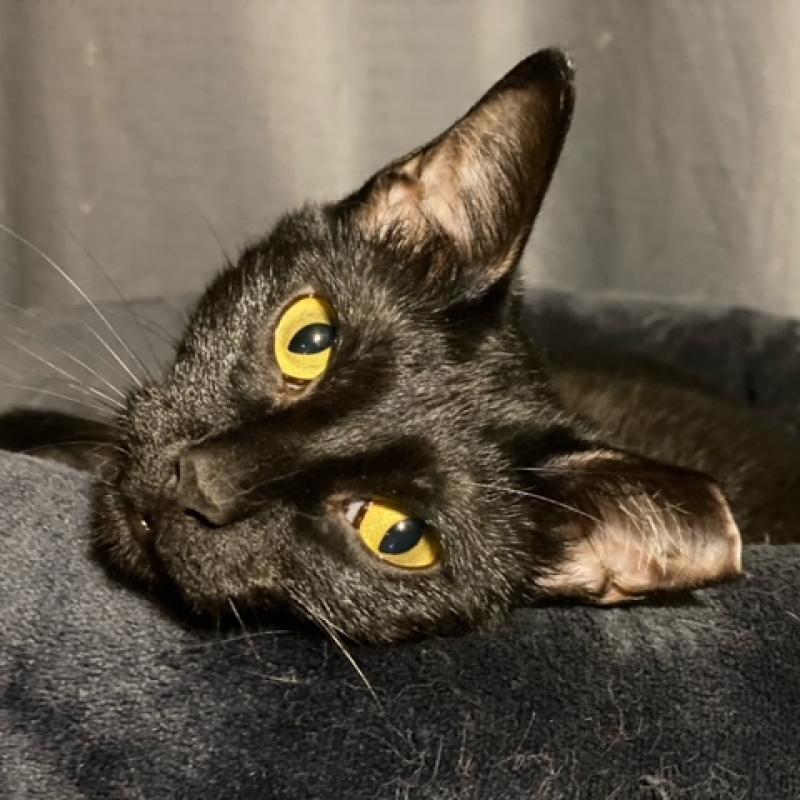 Enlarge Royal, a Adoptable Domestic Short Hair in Sedalia, MO image 1/2