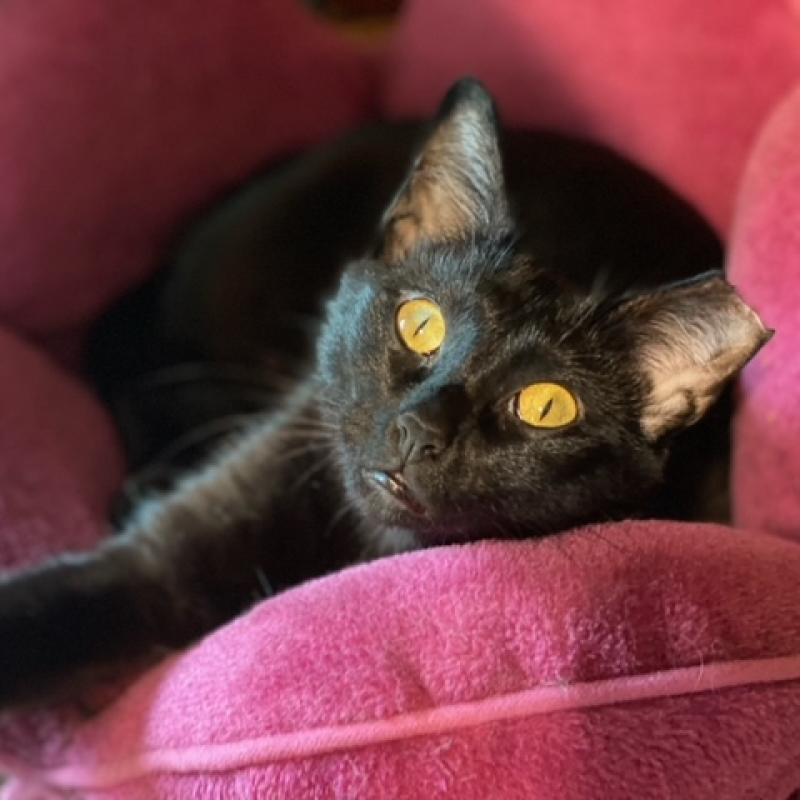 Enlarge Royal, a Adoptable Domestic Short Hair in Sedalia, MO image 2/2