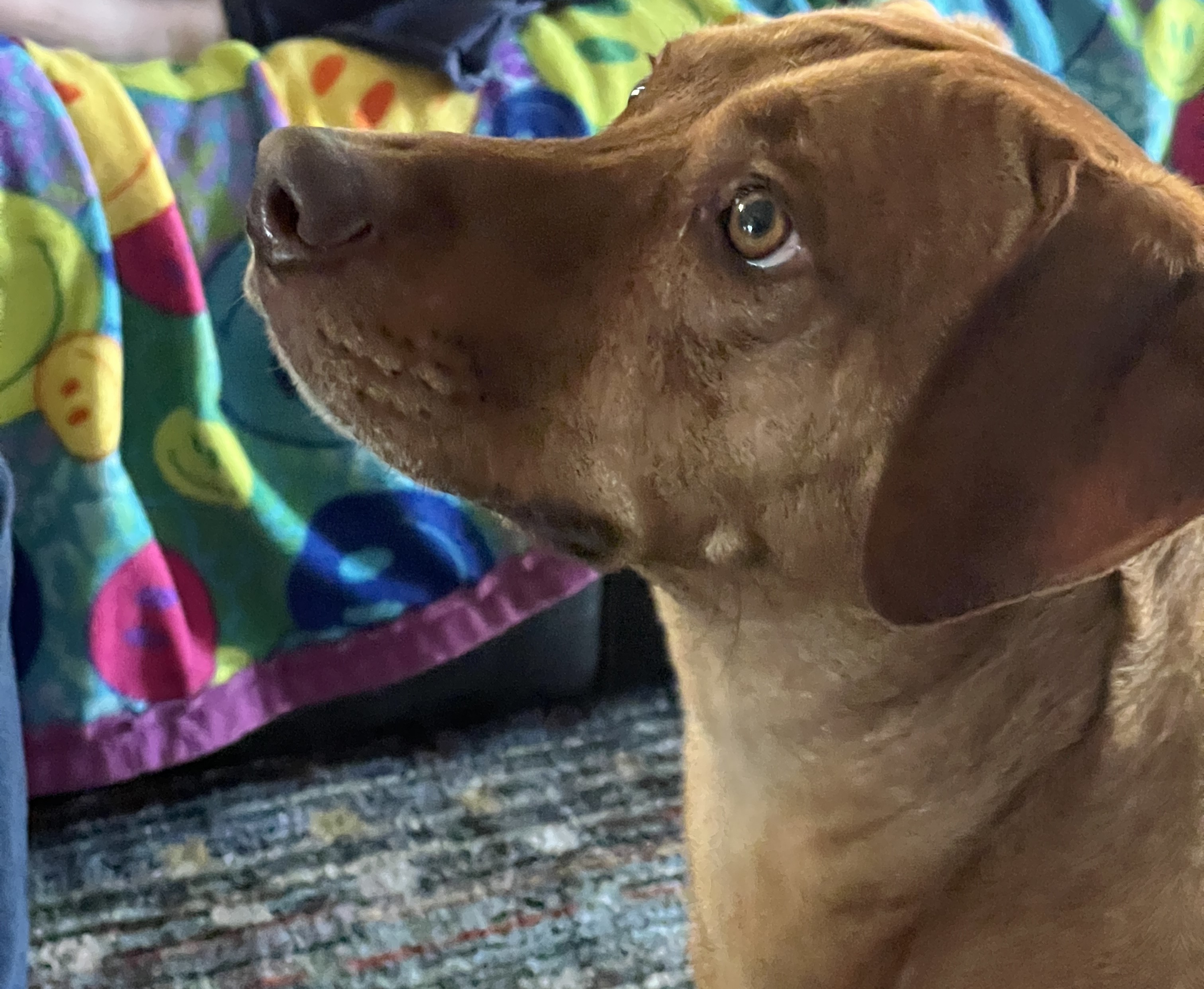 Finley, Adoptable, Young Male Rhodesian Ridgeback.