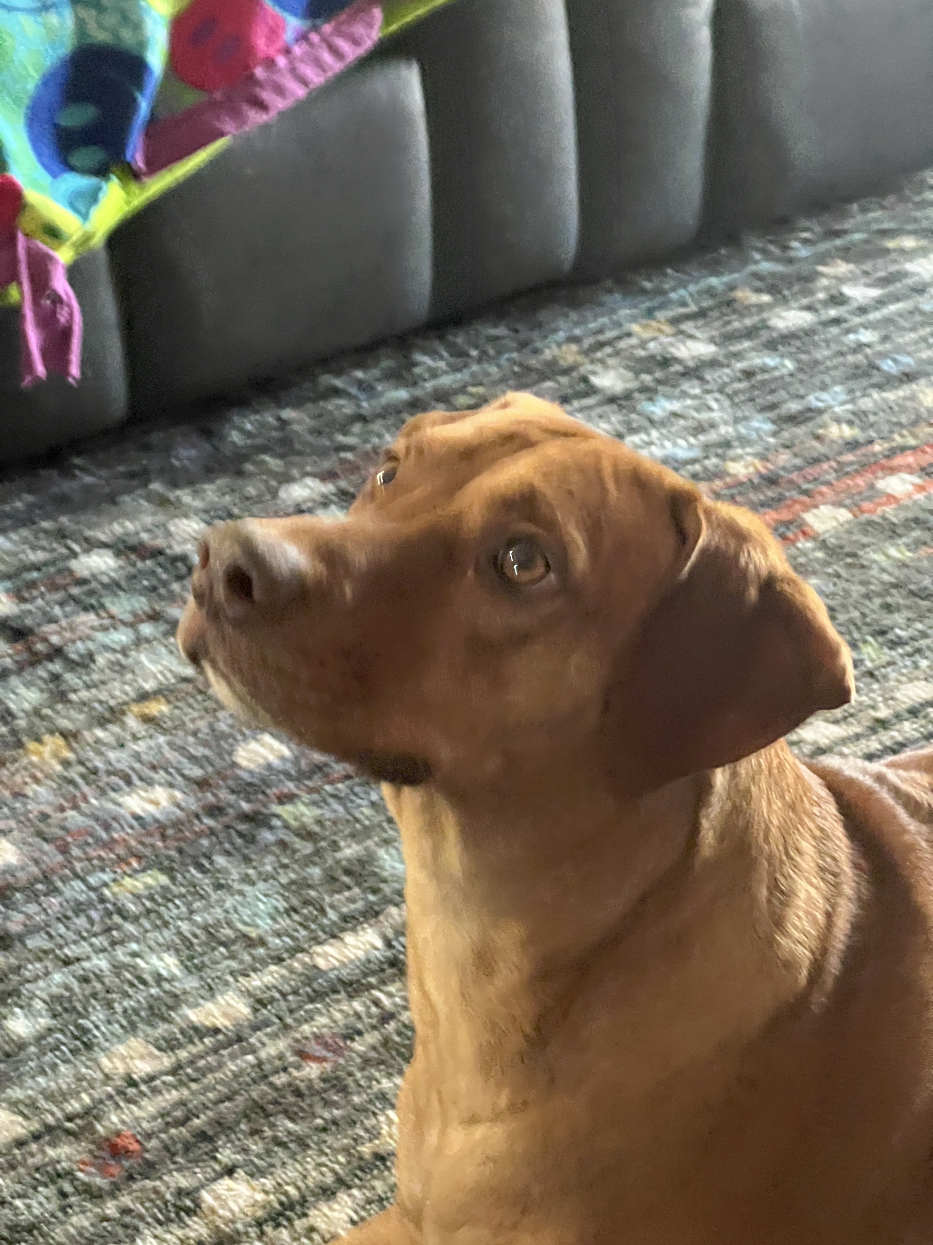 Finley, a Adoptable mixed breed in Paradise, TX image 2/3