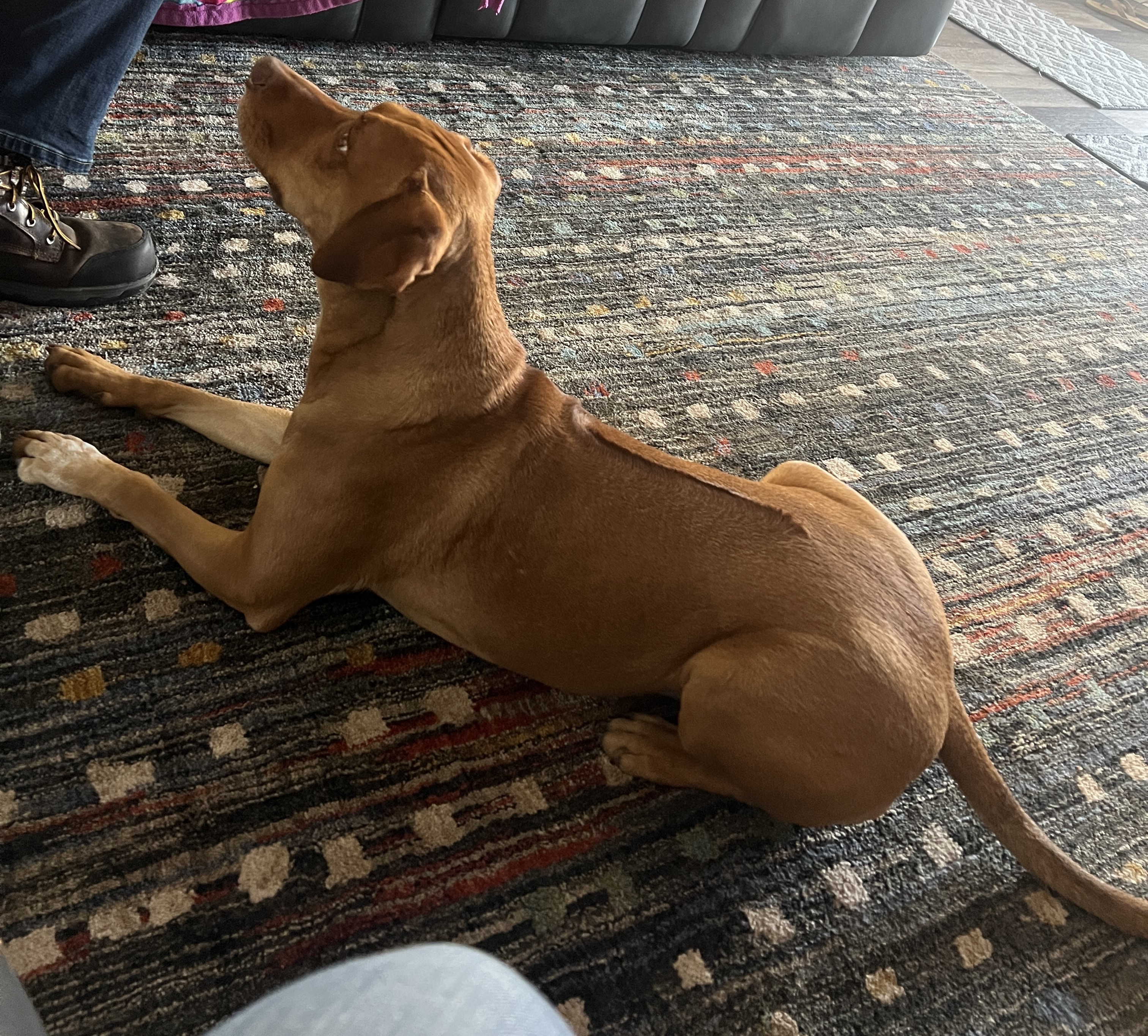 Finley, a Adoptable mixed breed in Paradise, TX image 3/3