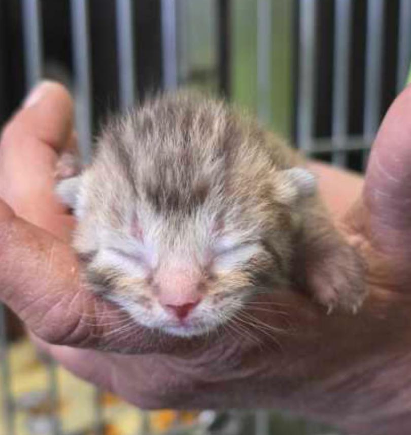Enlarge Lynx, a ADOPTABLE mixed breed in Marshall, NC image 1/1