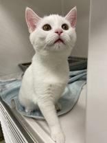 Casper - Bonded Pair with Phantom