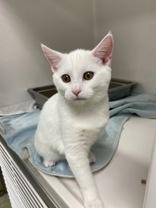 Casper - Bonded Pair with Phantom