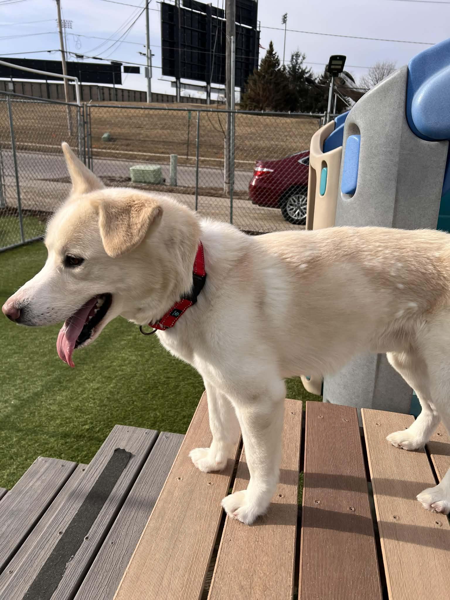 Enlarge Polo Bear, a Adoptable mixed breed in Cedar Rapids, IA image 6/6